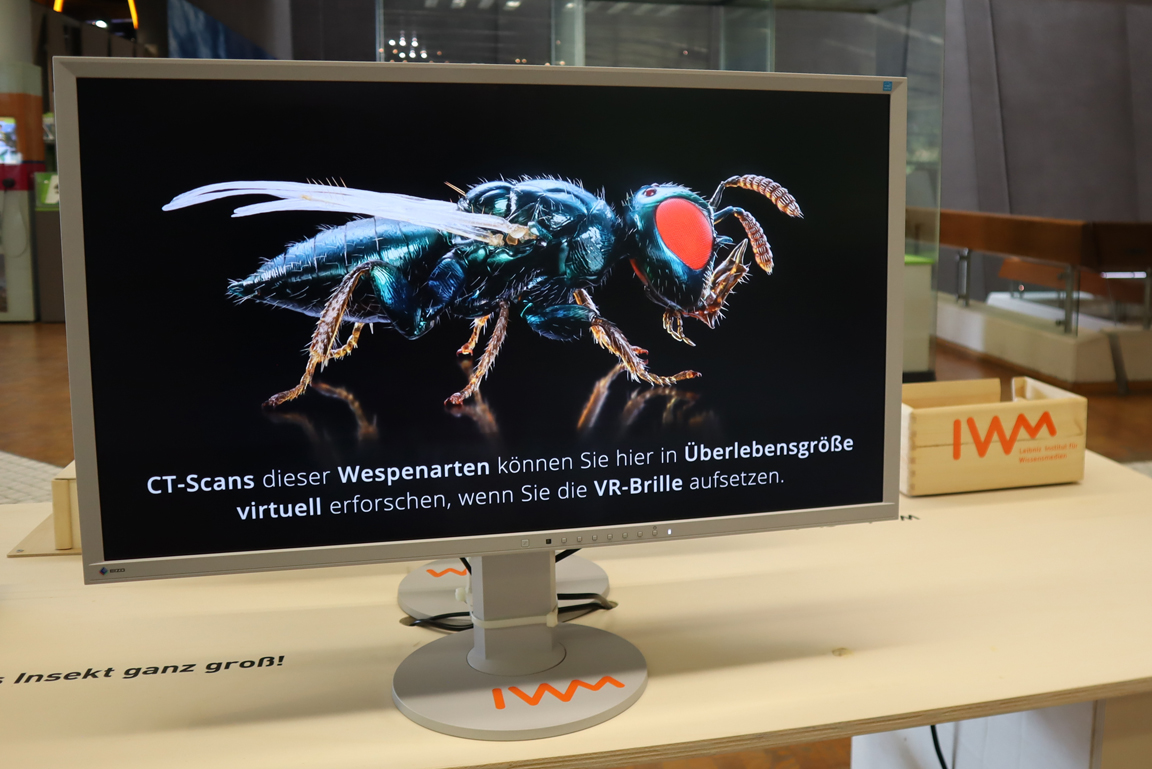 Computermonitor mit der Abbildung einer Erzwespe.