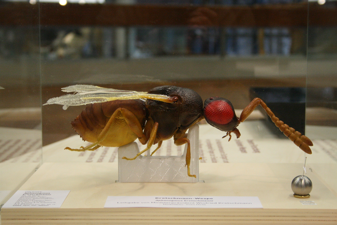 Großes Model einer Erzwespe in einer Glasvitrine.