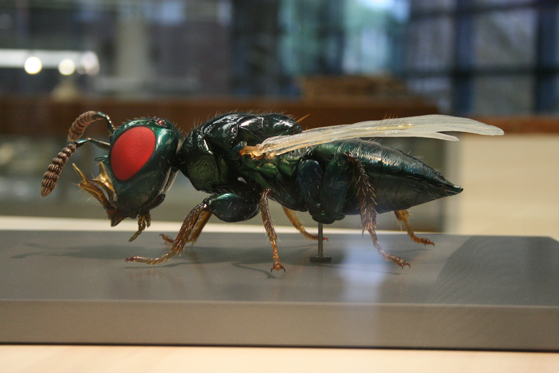 Großes Modell einer Erzwespe in einer Glasvitrine.