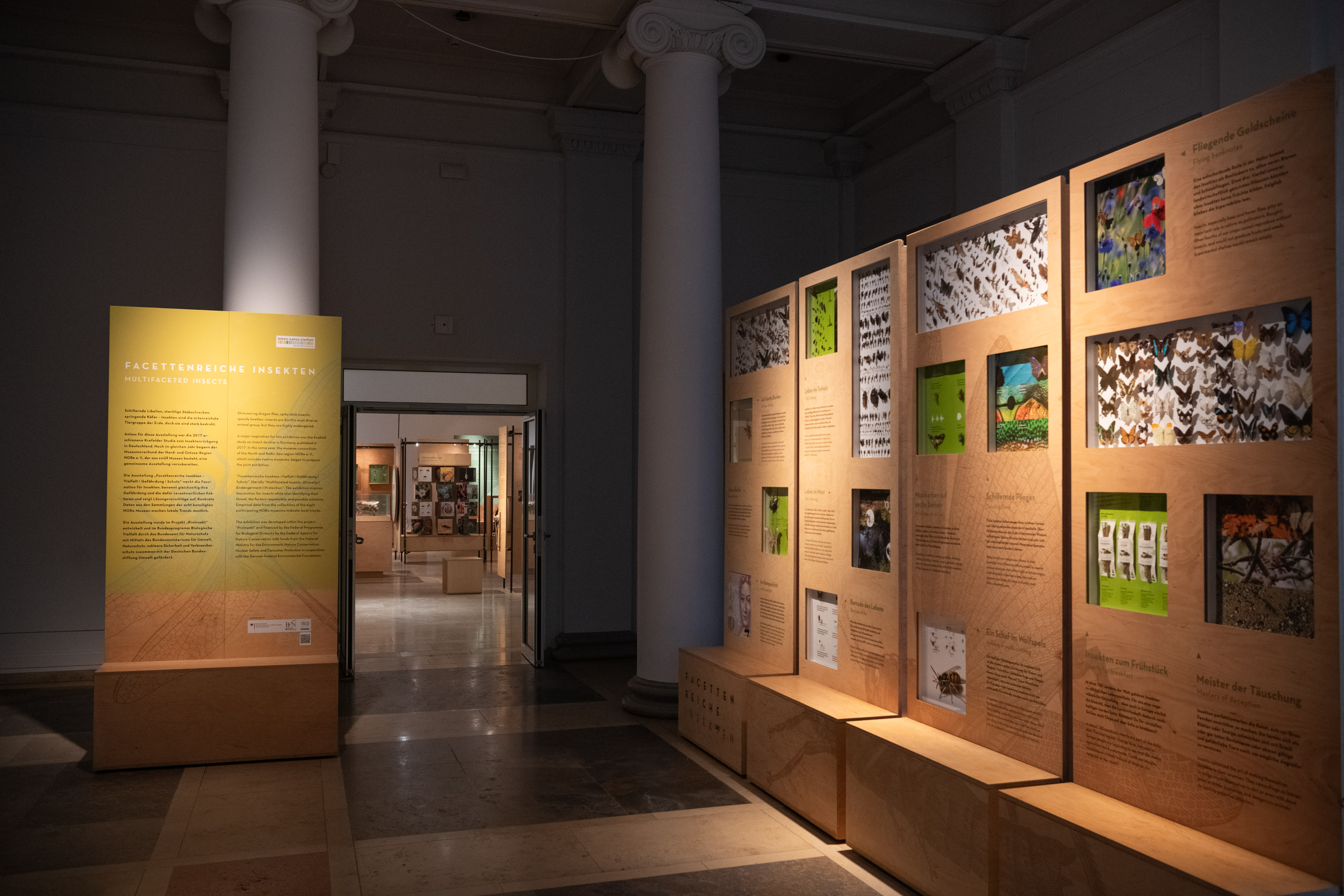 Einblick in die Sonderausstellung Facettenreiche Insekten, Holzelemente und viele Insektenpräparate mit Texten