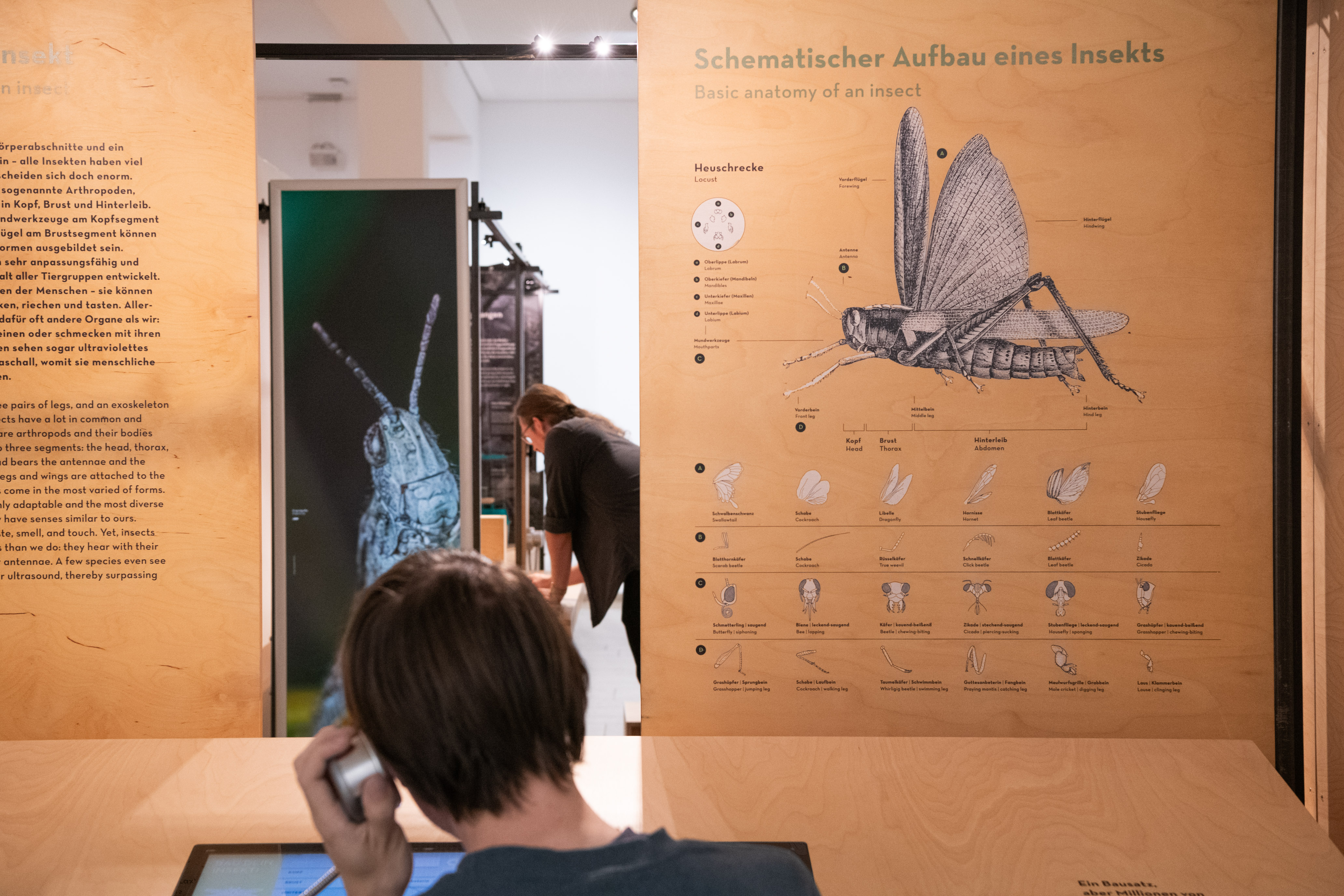 Besucher an Hörstation in der Sonderausstellung Facettenreiche Insekten