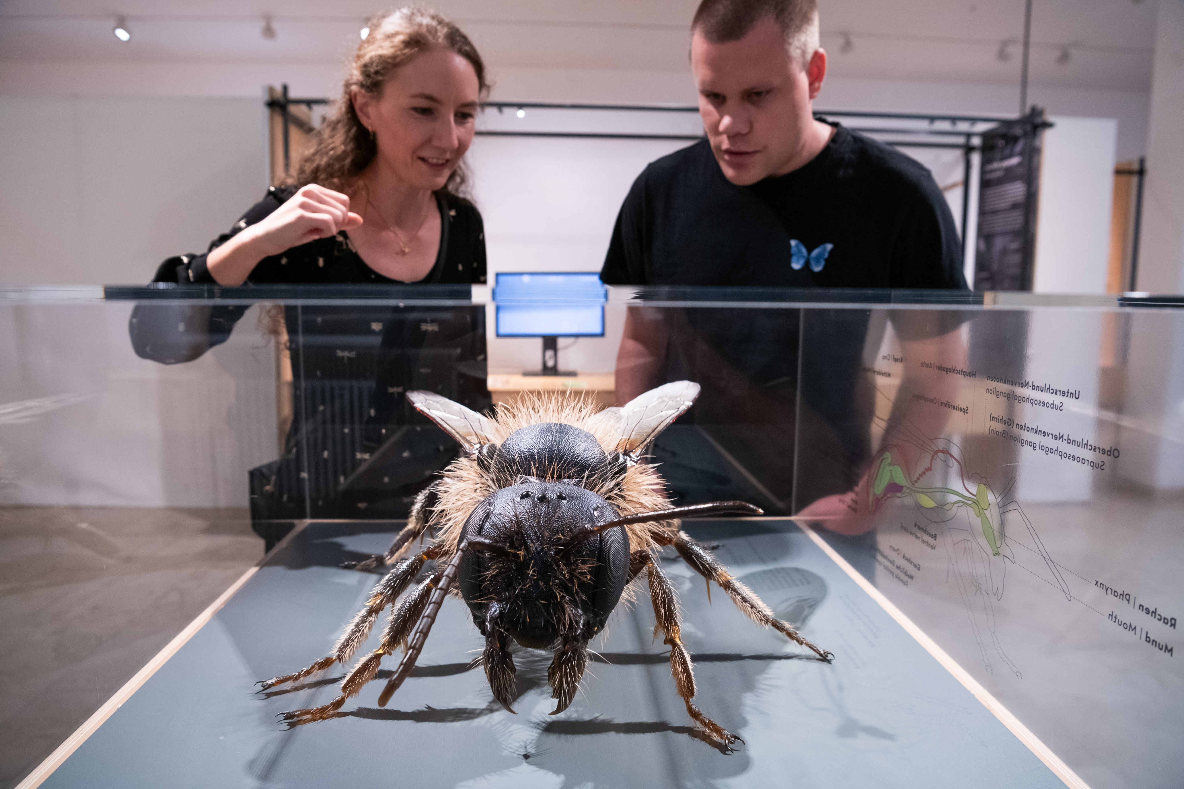 Besucherin und Besucher unterhalten sich über großes Bienenmodell in der Sonderausstellung Facettenreiche Insekten