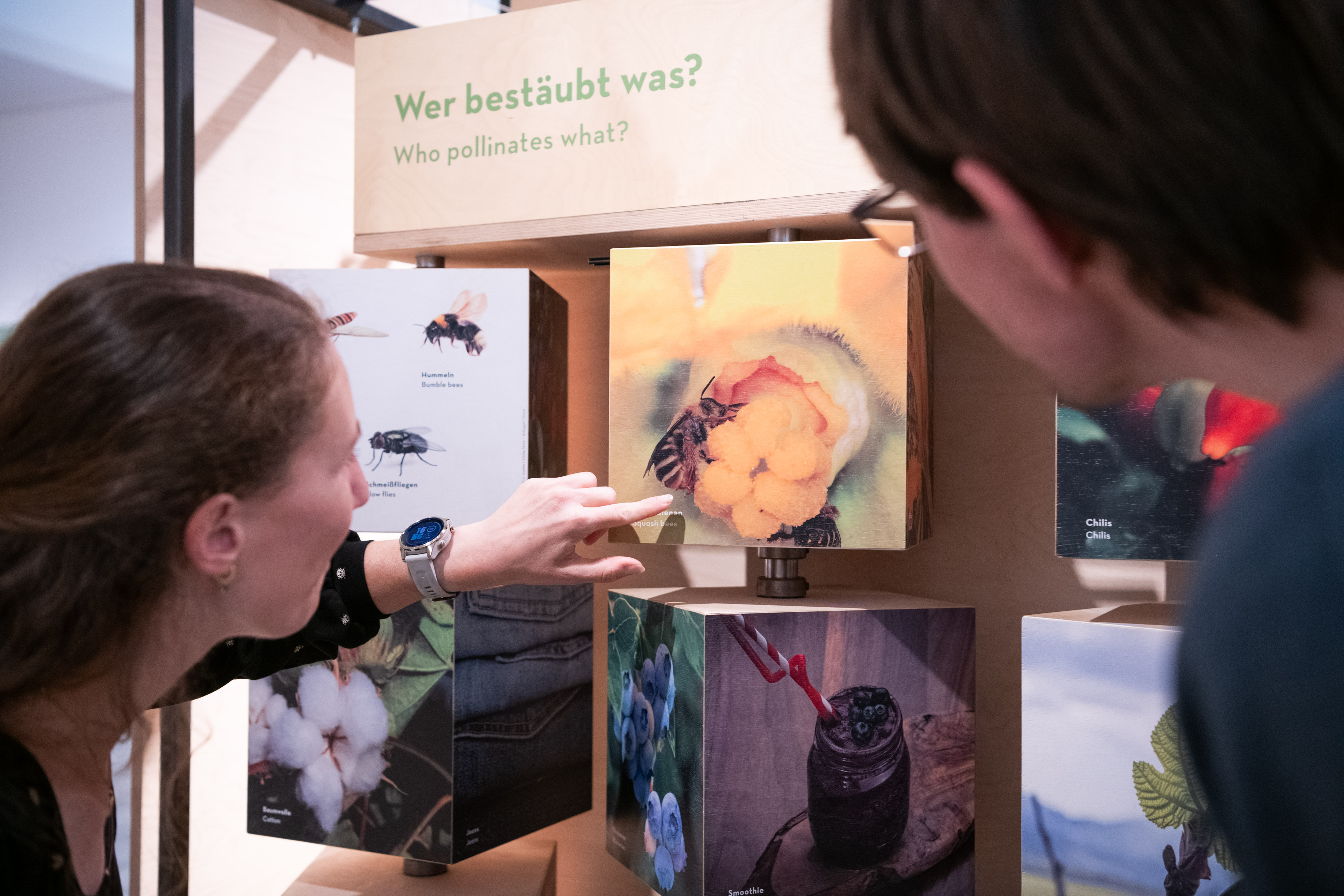 Besucherin und Besucher vor interaktivem Ausstellungselement in der Sonderausstellung Facettenreiche Insekten
