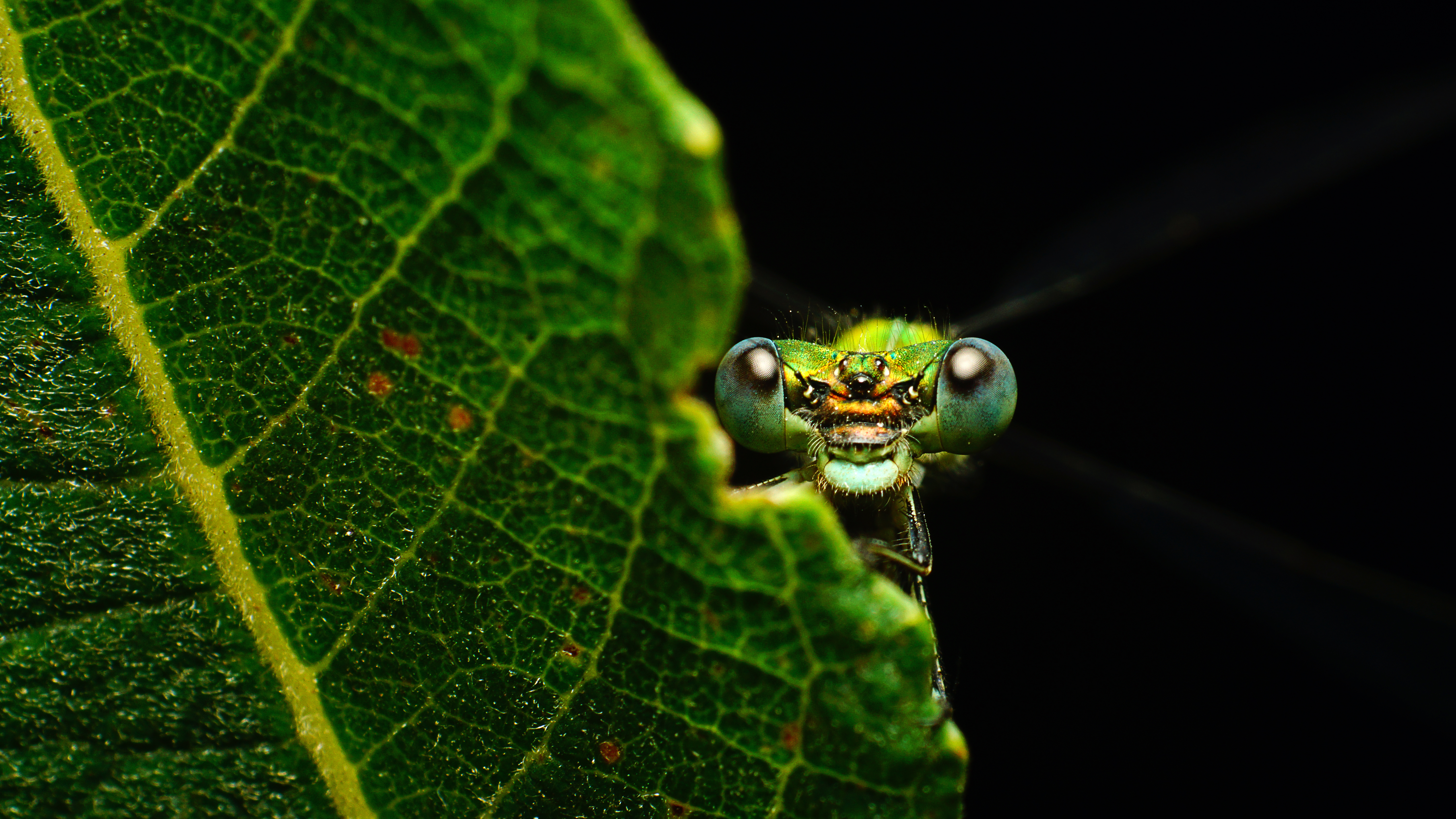 Libelle schaut hinter Blatt hervor