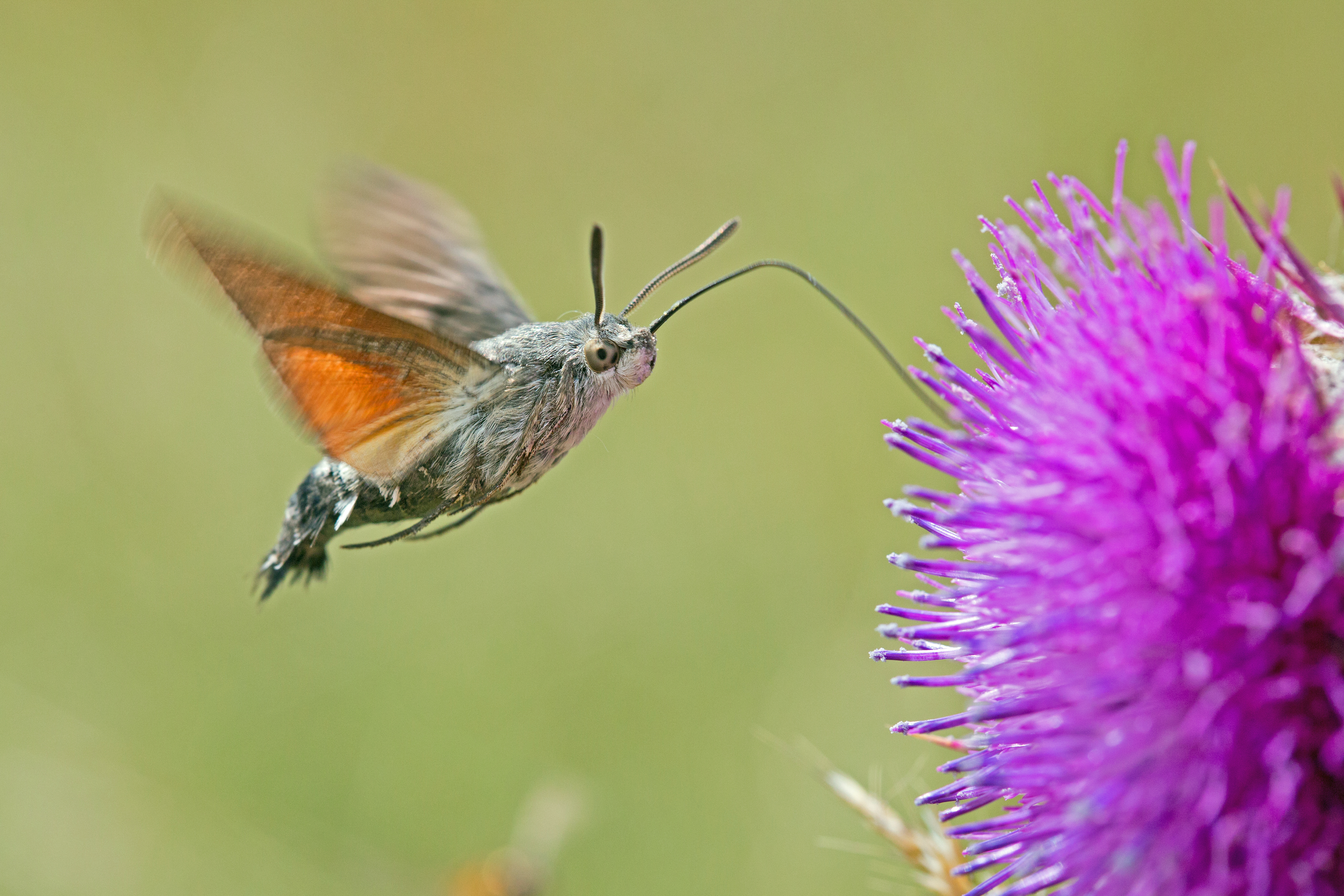 Taubenschwänzchen mit ausgefahrenem Rüssel an lilafarbener Blüte