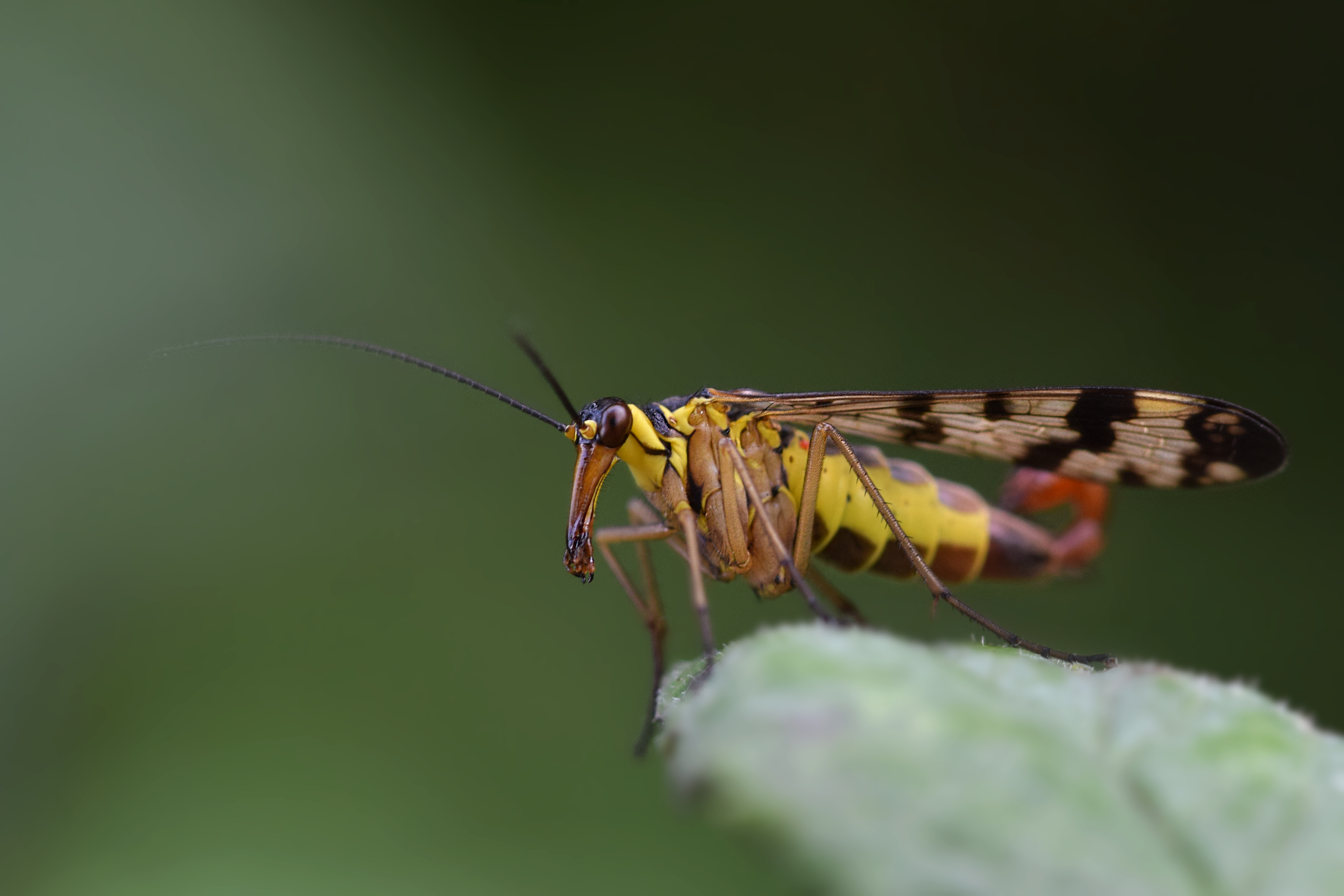 Auf einem Blatt sitzende Skorpionsfliege