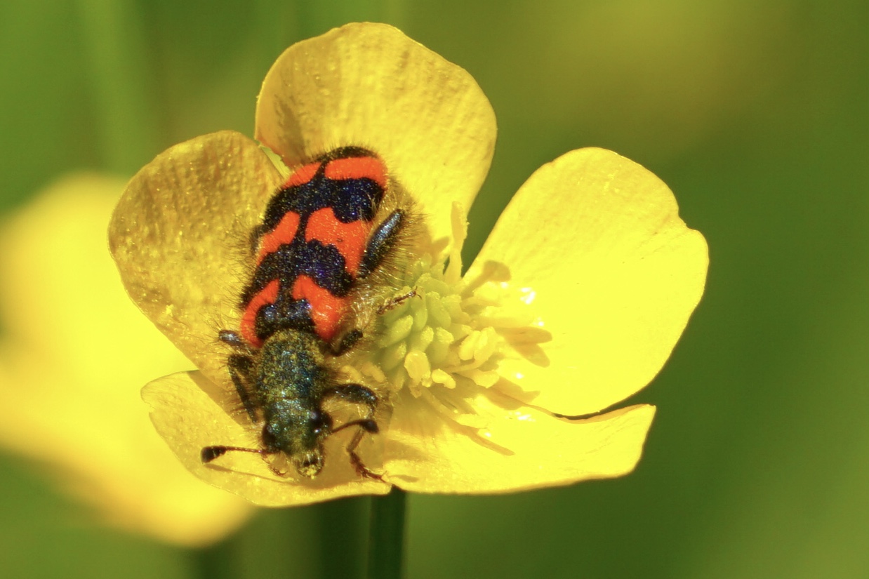 Bienenkäfer auf gelber Blüte