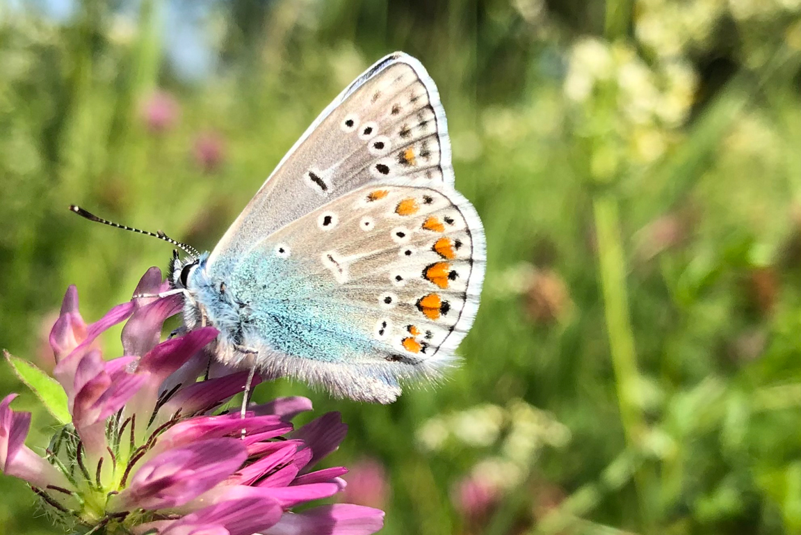 Bläuling auf Blüte
