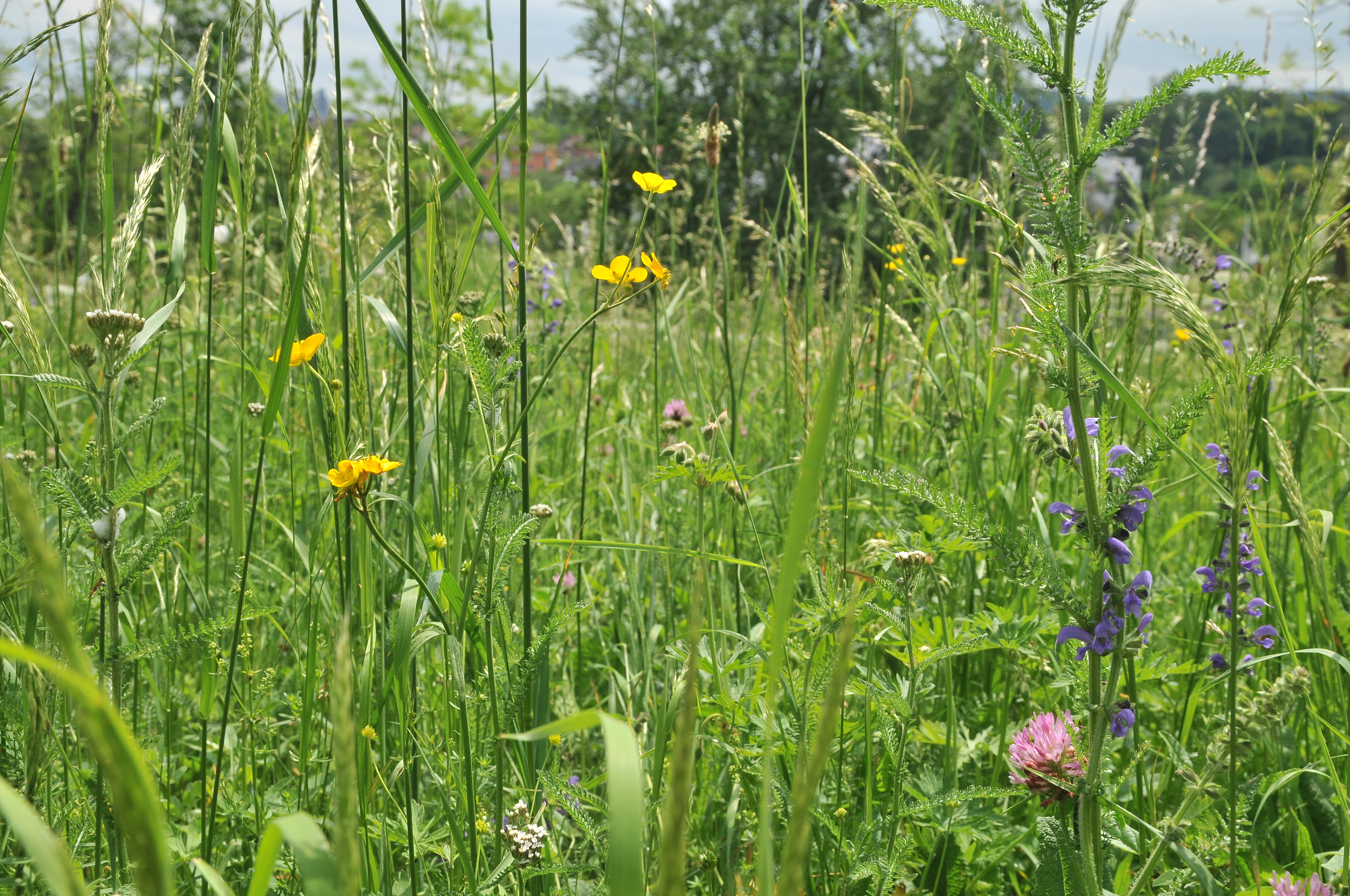 Bunte Blumenwiese