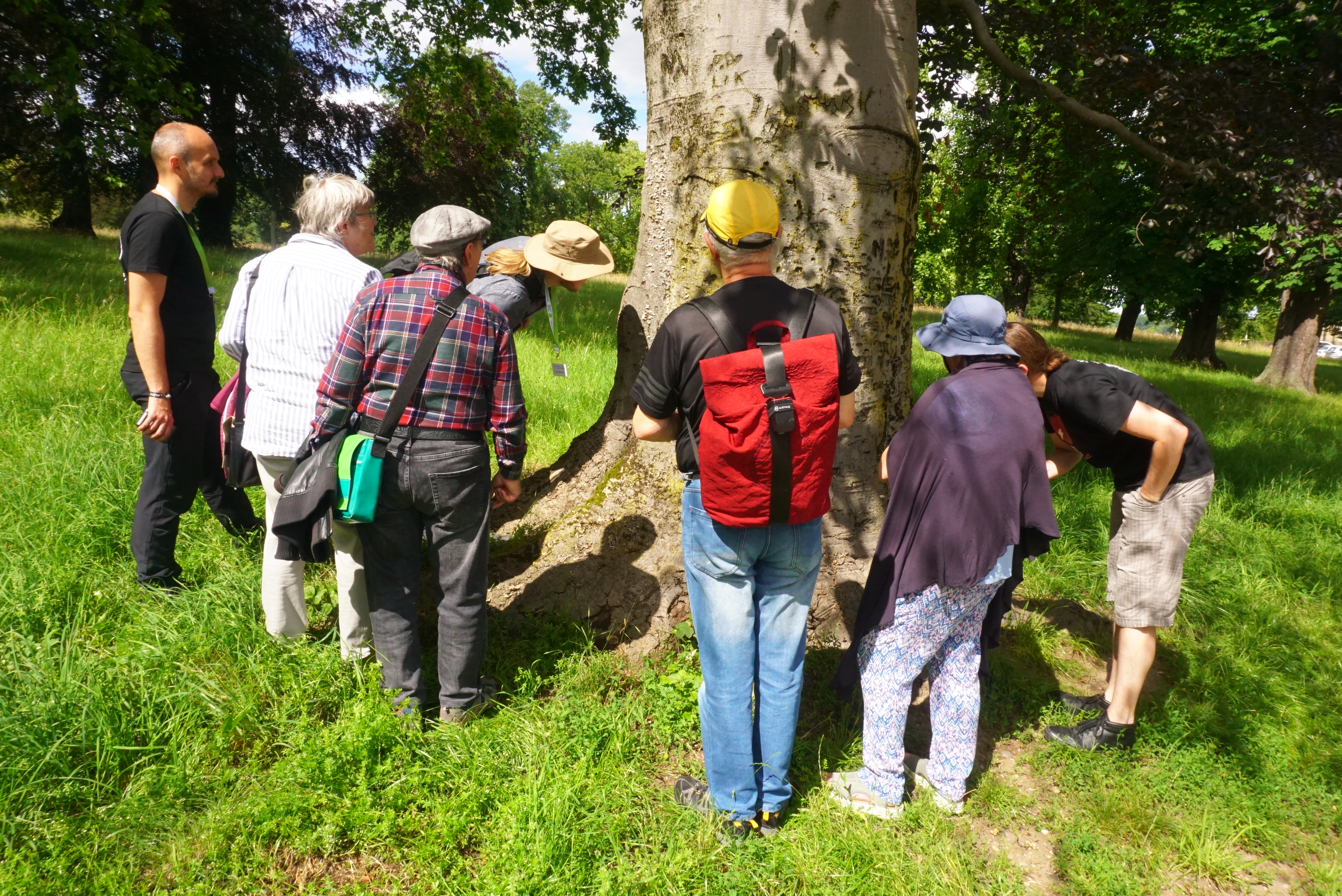 Menschengruppe stehen um Baum und betrachten dort etwas