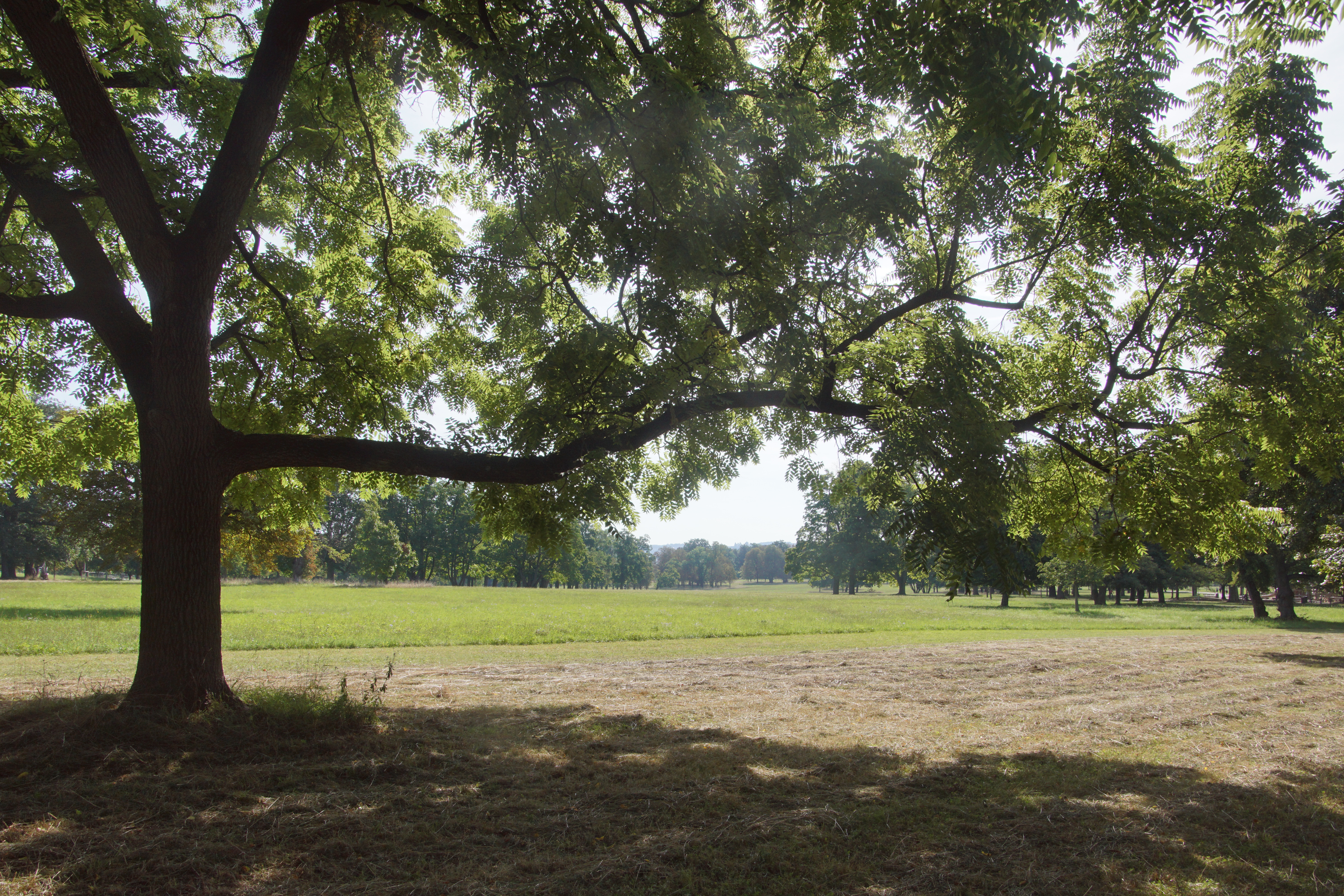 Verschiedene Bäume im Rosensteinpark