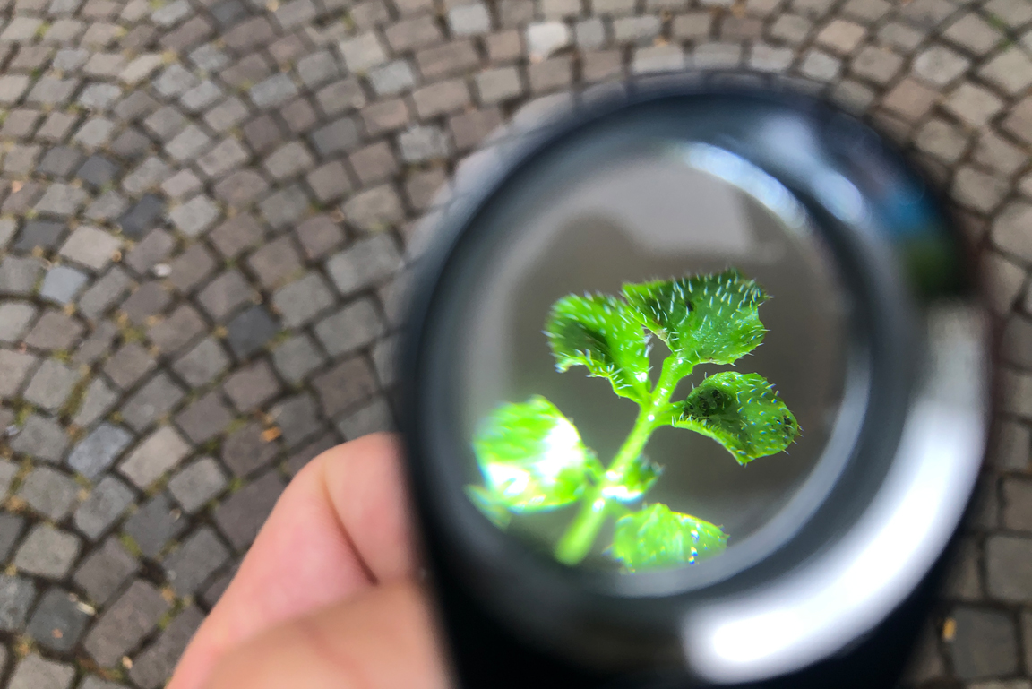 Pflanze durch Lupe betrachtet