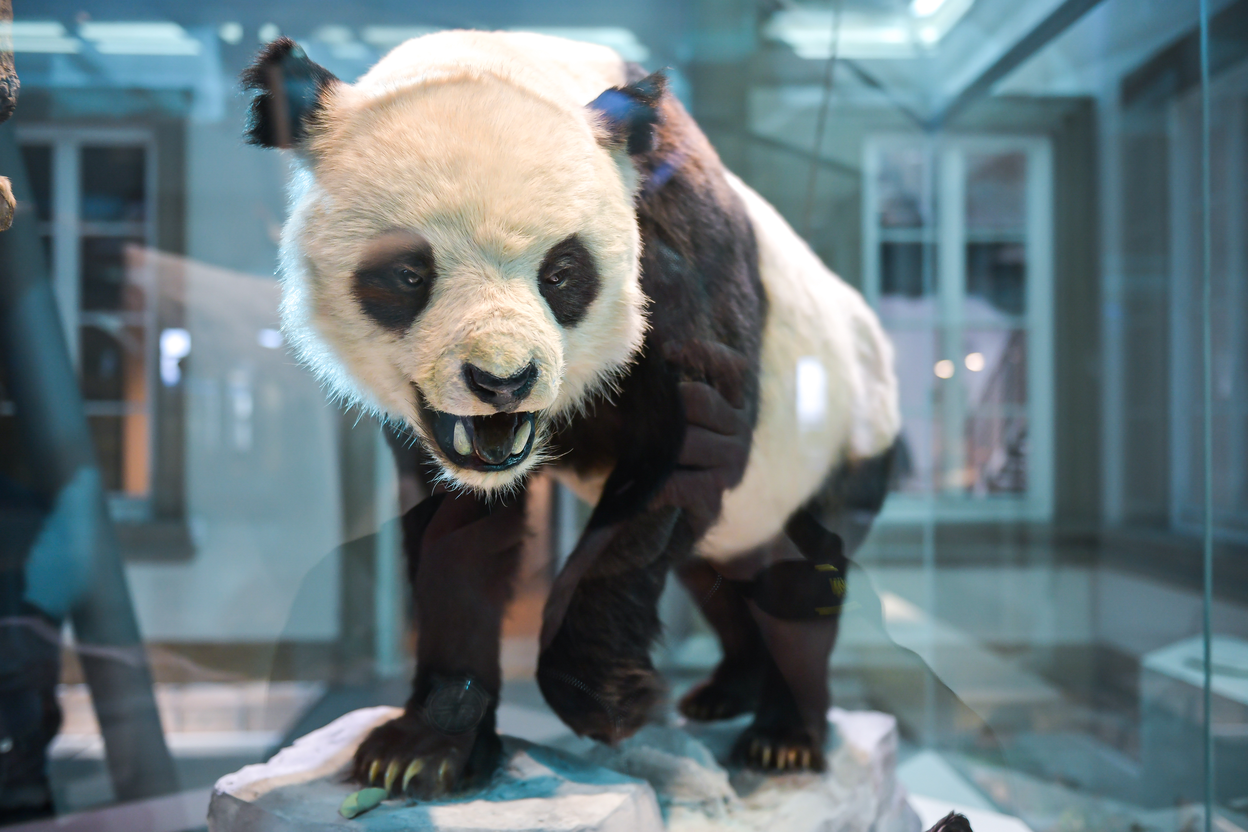 Präparat Panda
