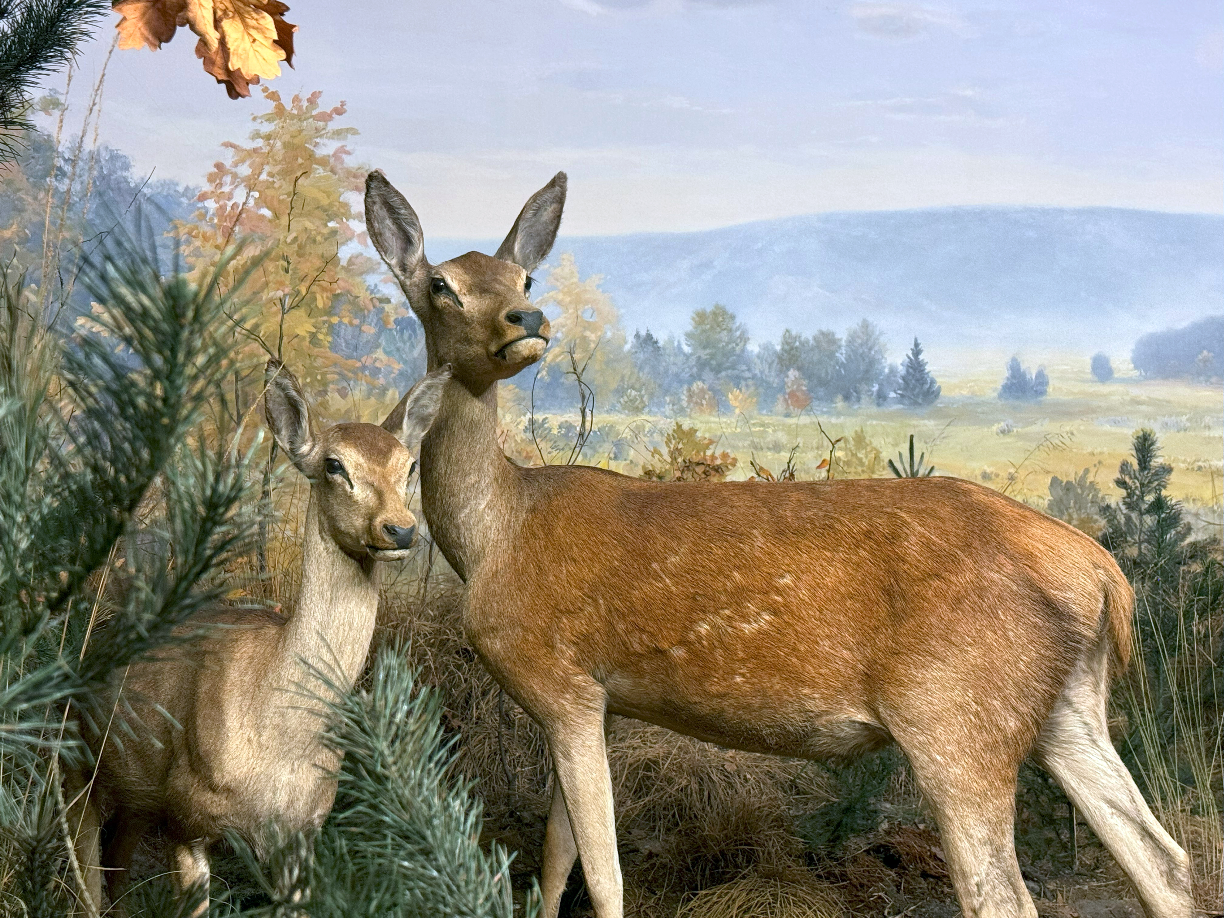 Ausschnitt Diorama Rothirsche