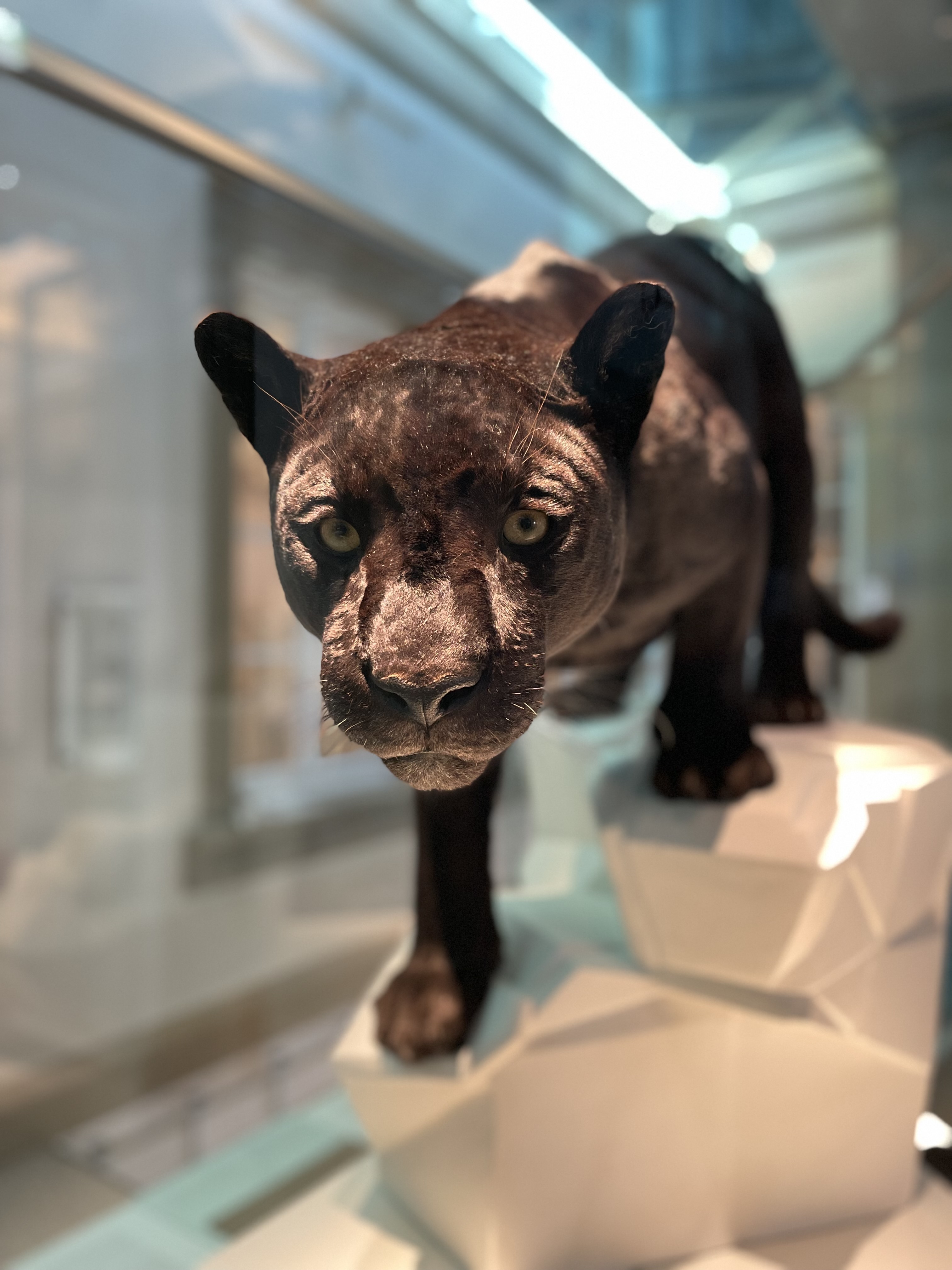Präparat Schwarzer Jaguar