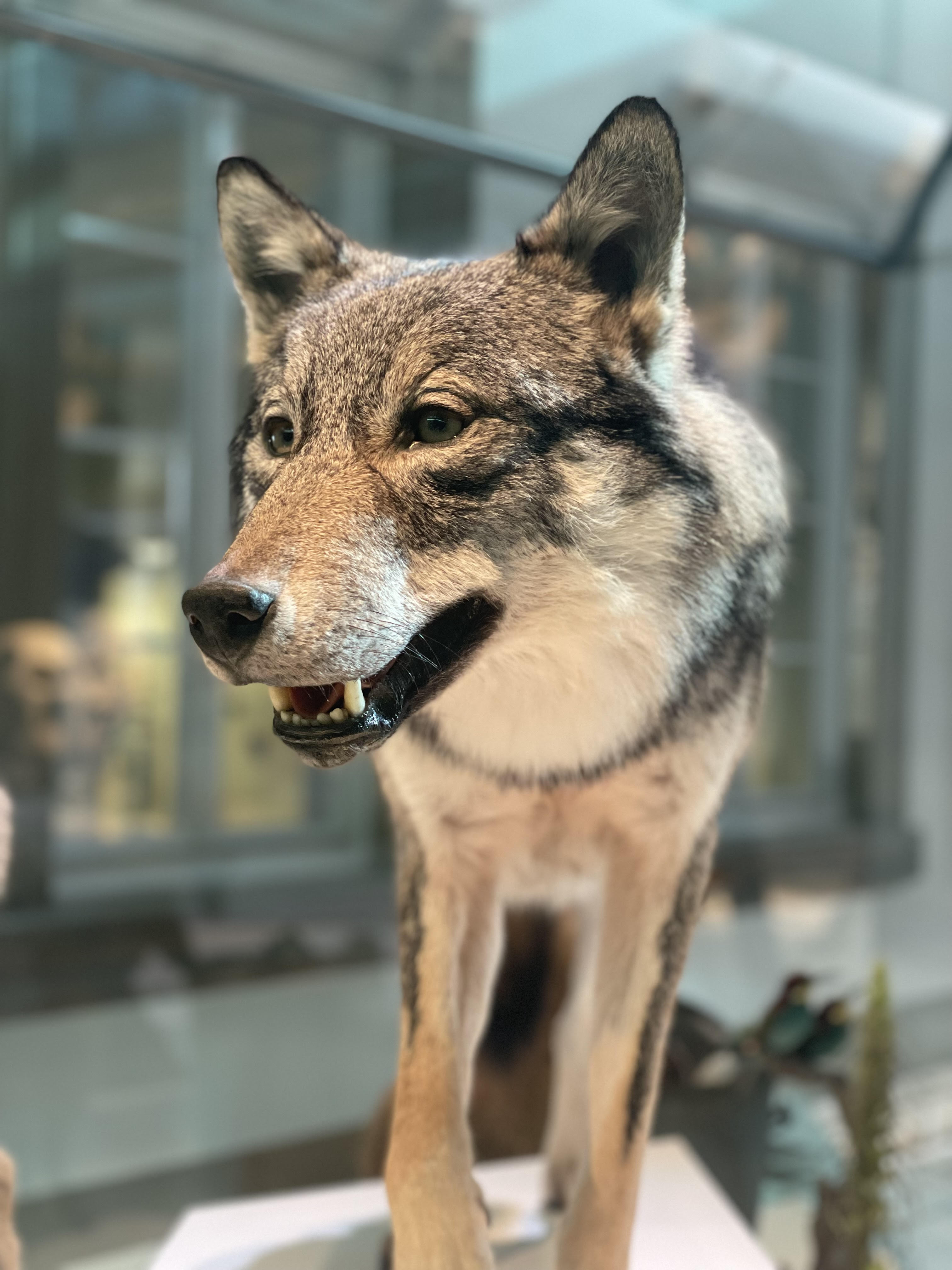 Präparat Wolf