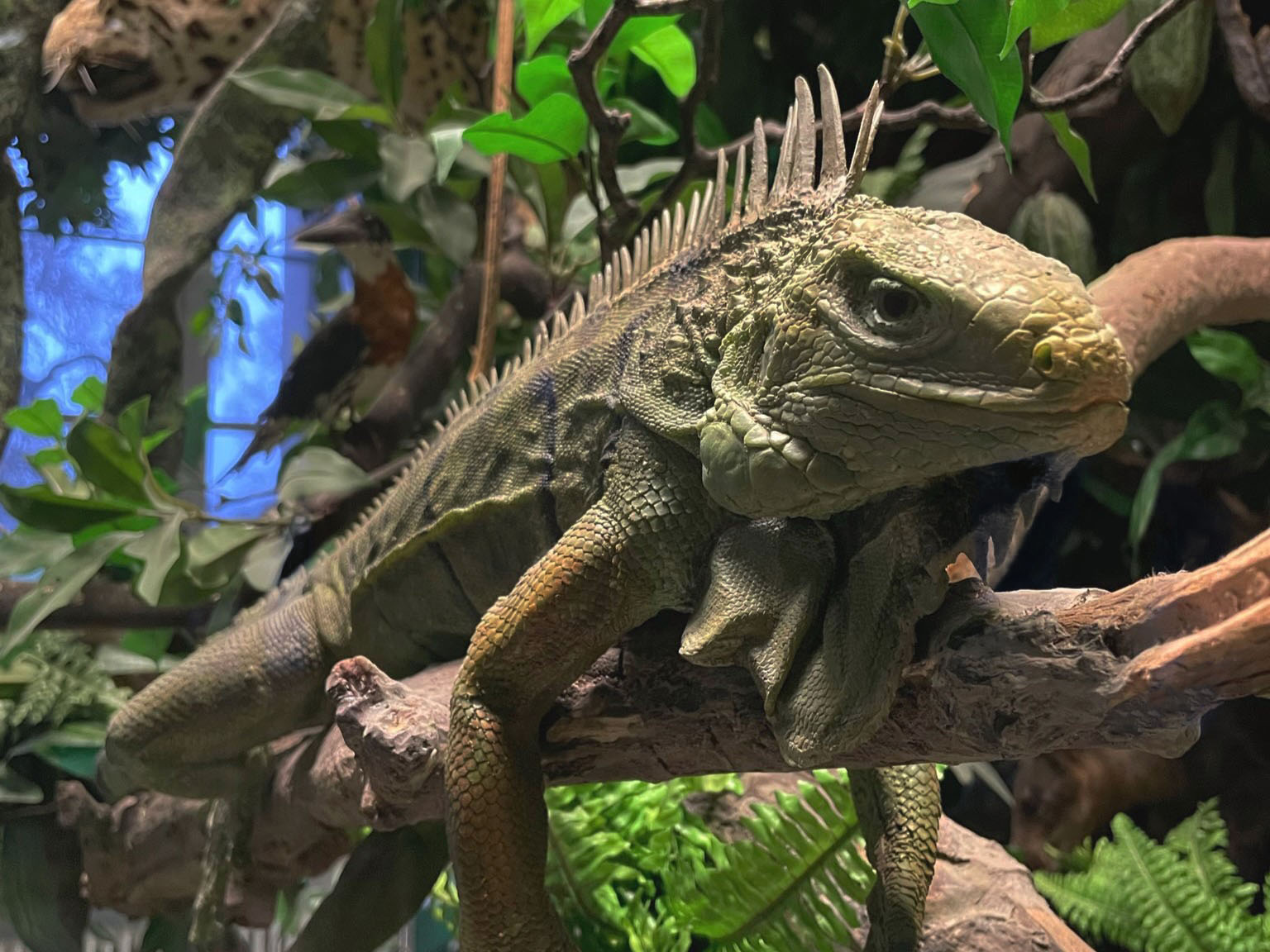 Leguan
