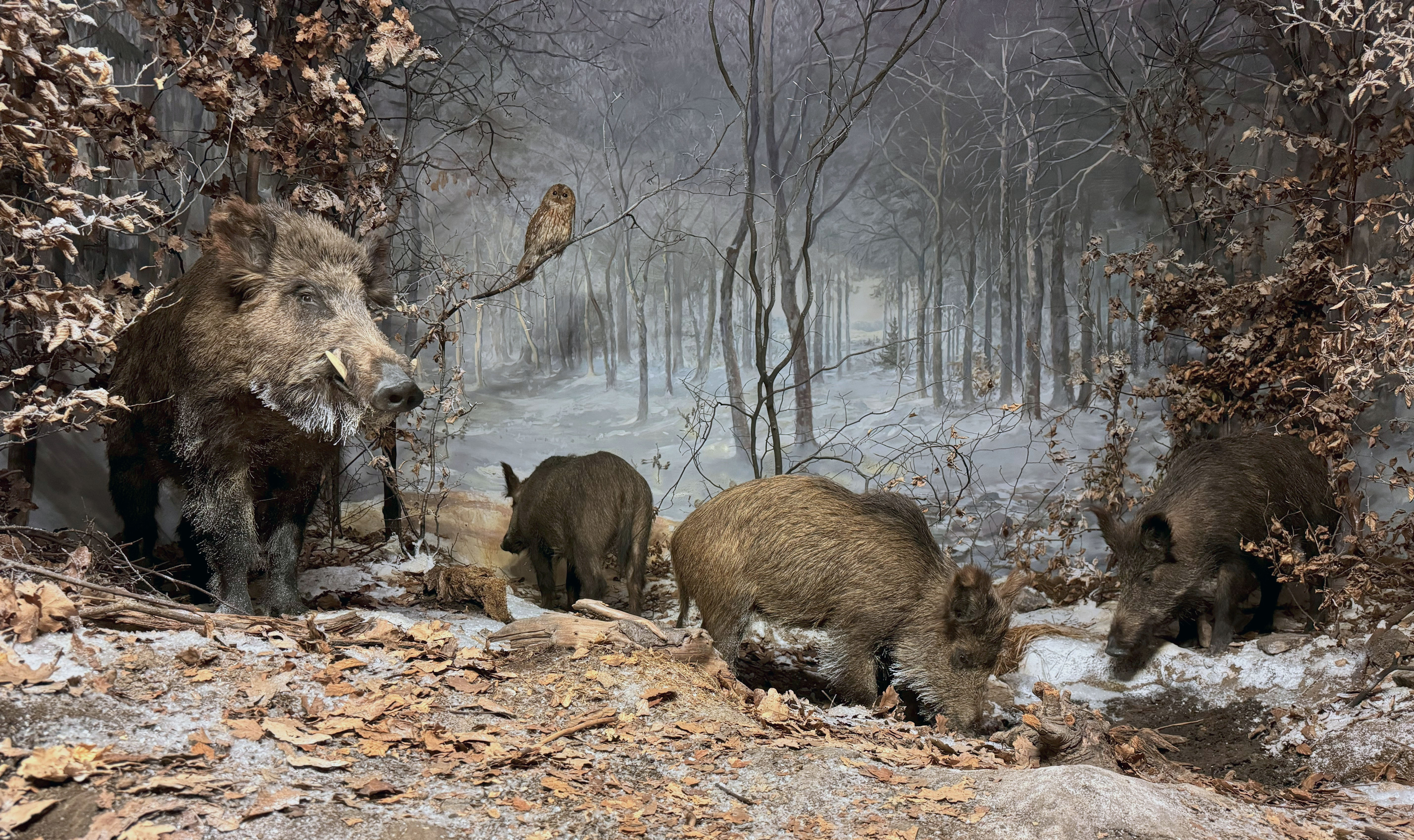 Wildschweine in Winterlandschaft