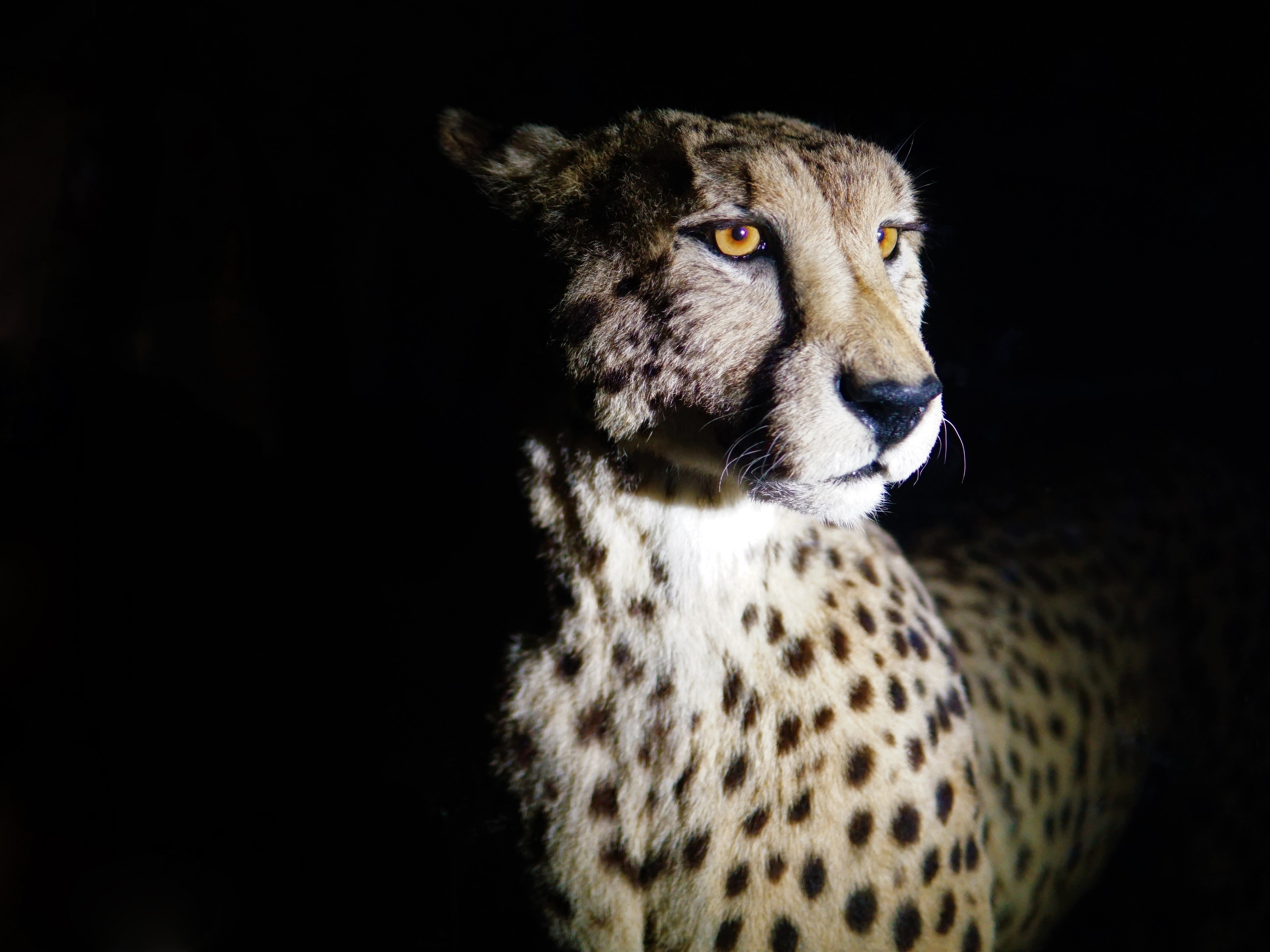 Mit Taschenlampe beleuchteter Gepard