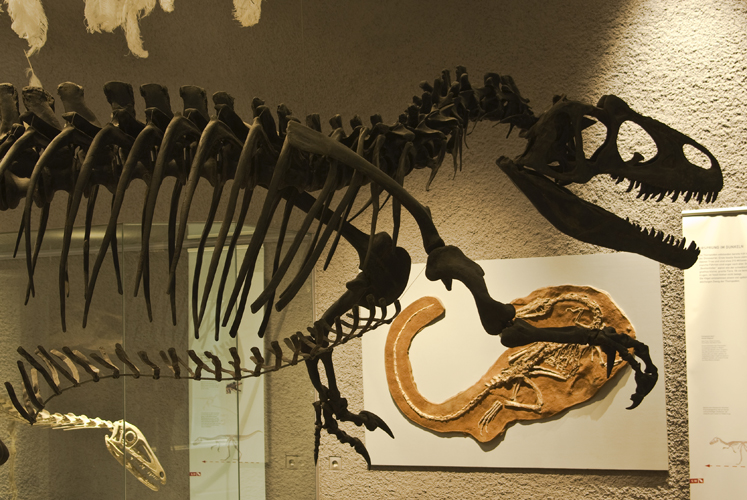 nachgebautes Skelett Allosaurus