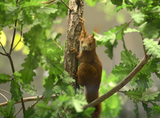 Eichhörnchen im Baum
