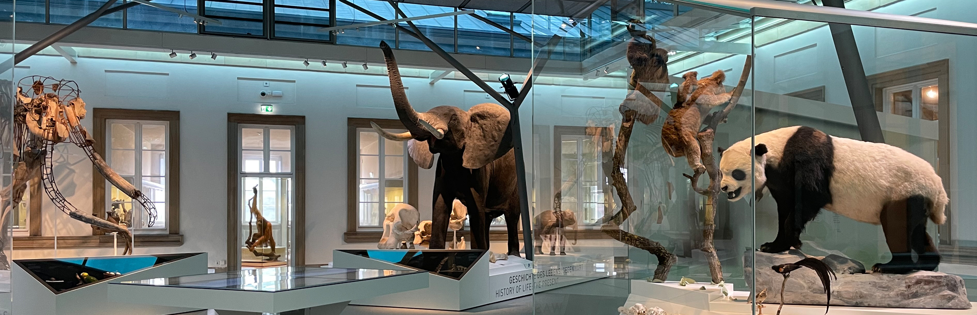 Übersicht Exponate Evolutionssaal