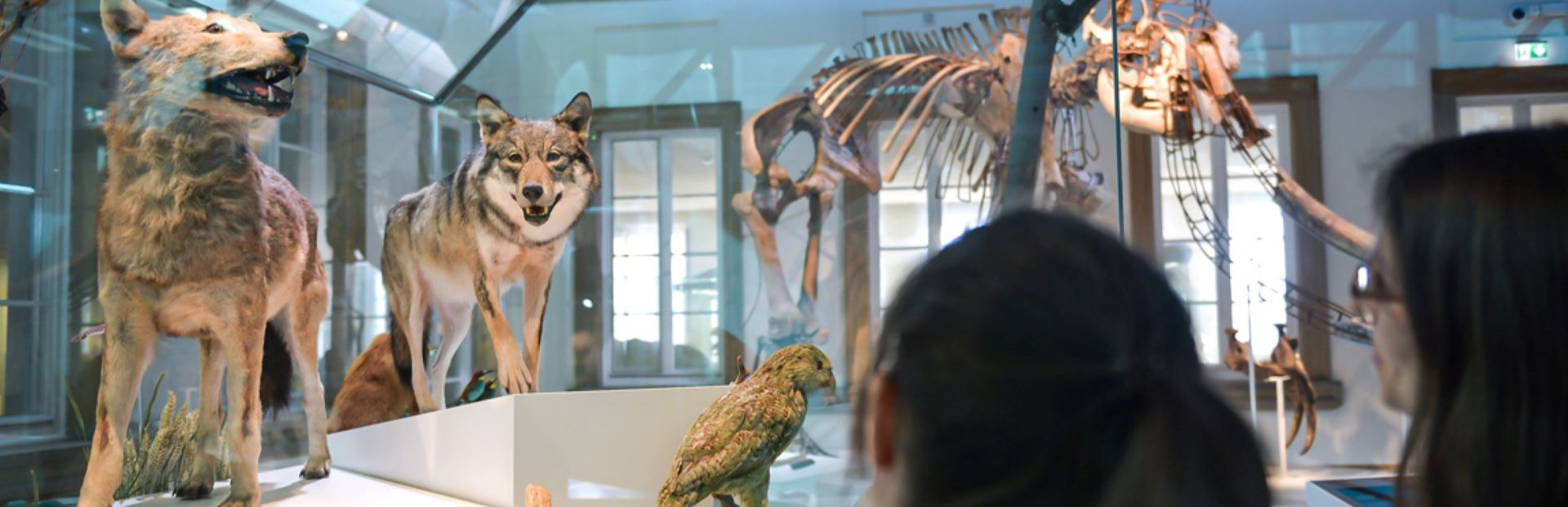 Besucherinnen vor Wolfspräparaten