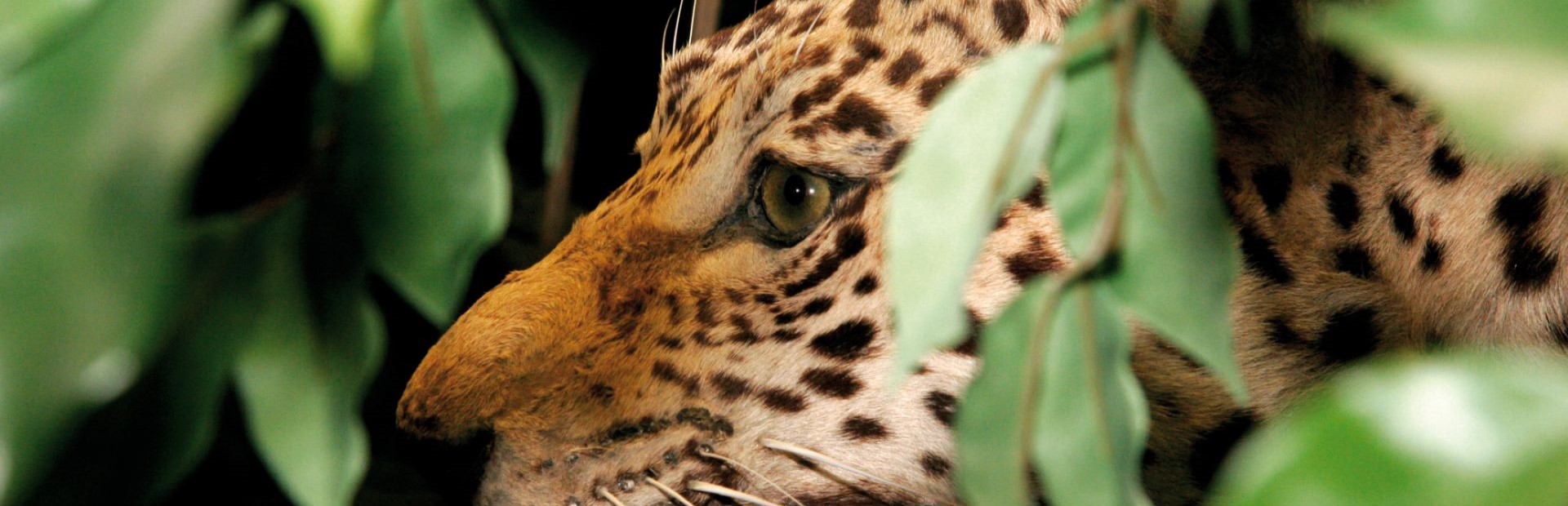 Präparat eines Jaguars im Tropensaal des Schloss Rosenstein