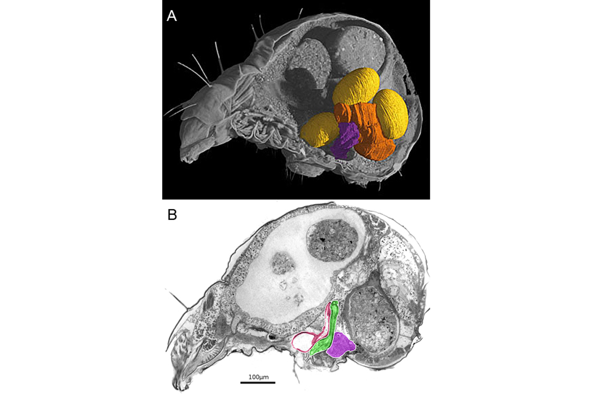 Tomographische Darstellungen einer erwachsenen A. longisetosus