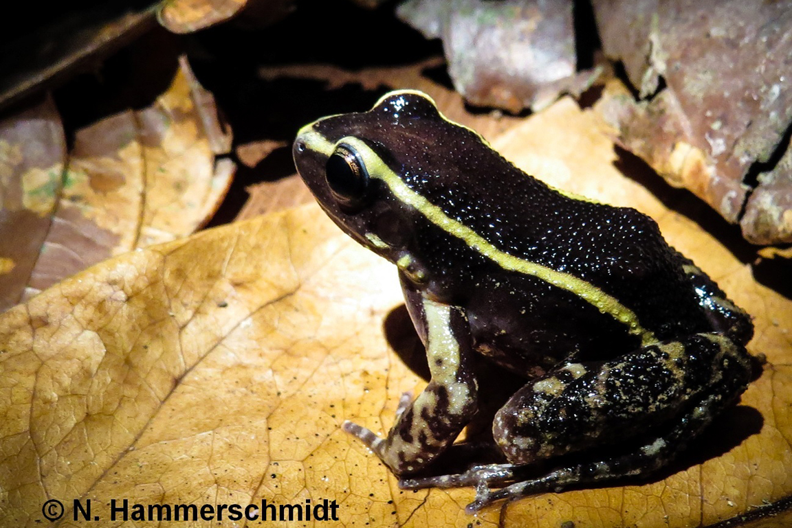 Ameisenfrosch
