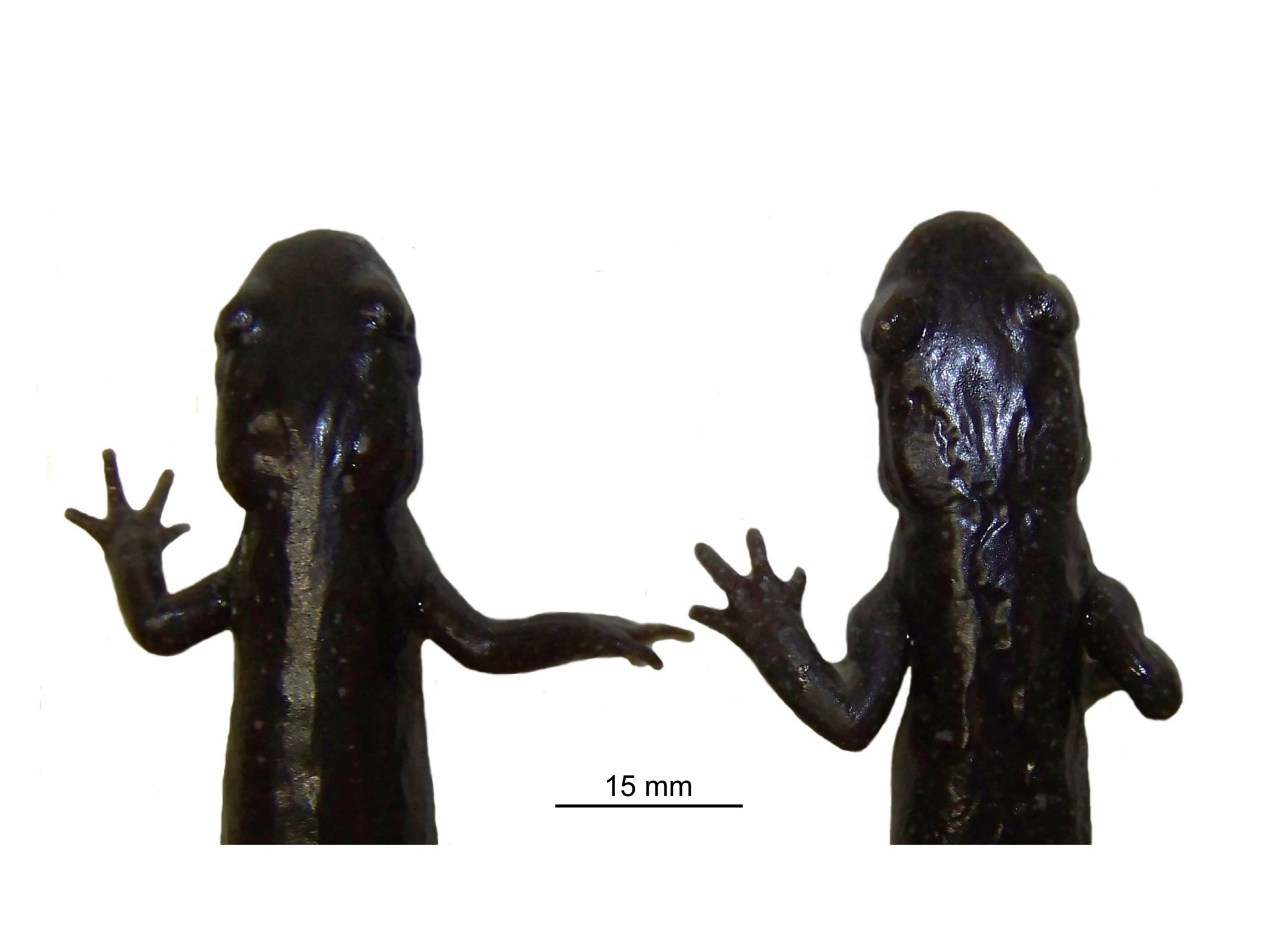 Kaukasussalamander Männchen rechts und Weibchen links