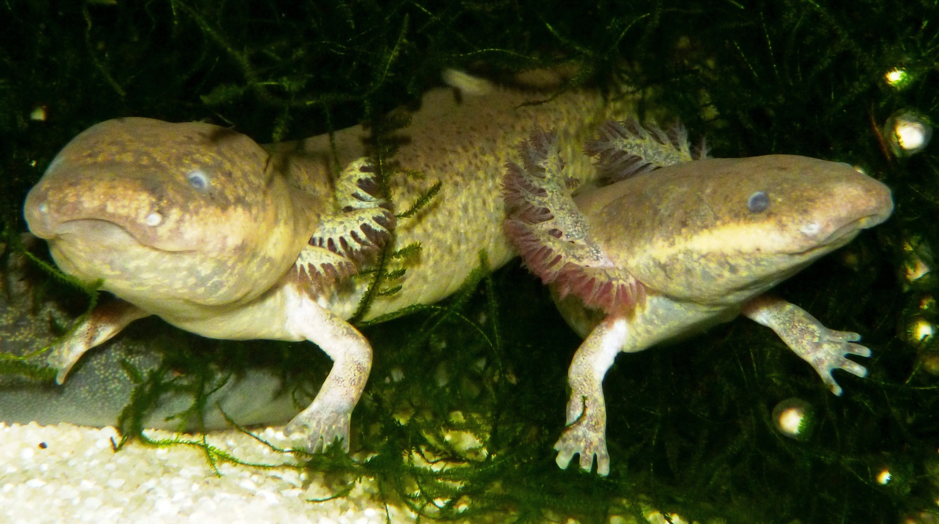 Siren intermedia Männchen und Weibchen