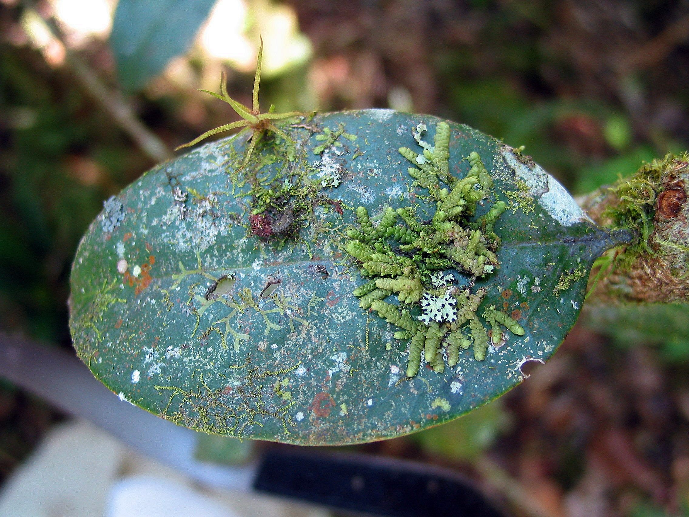 Blatt von Moosen, Flechten und Algen bewachsen