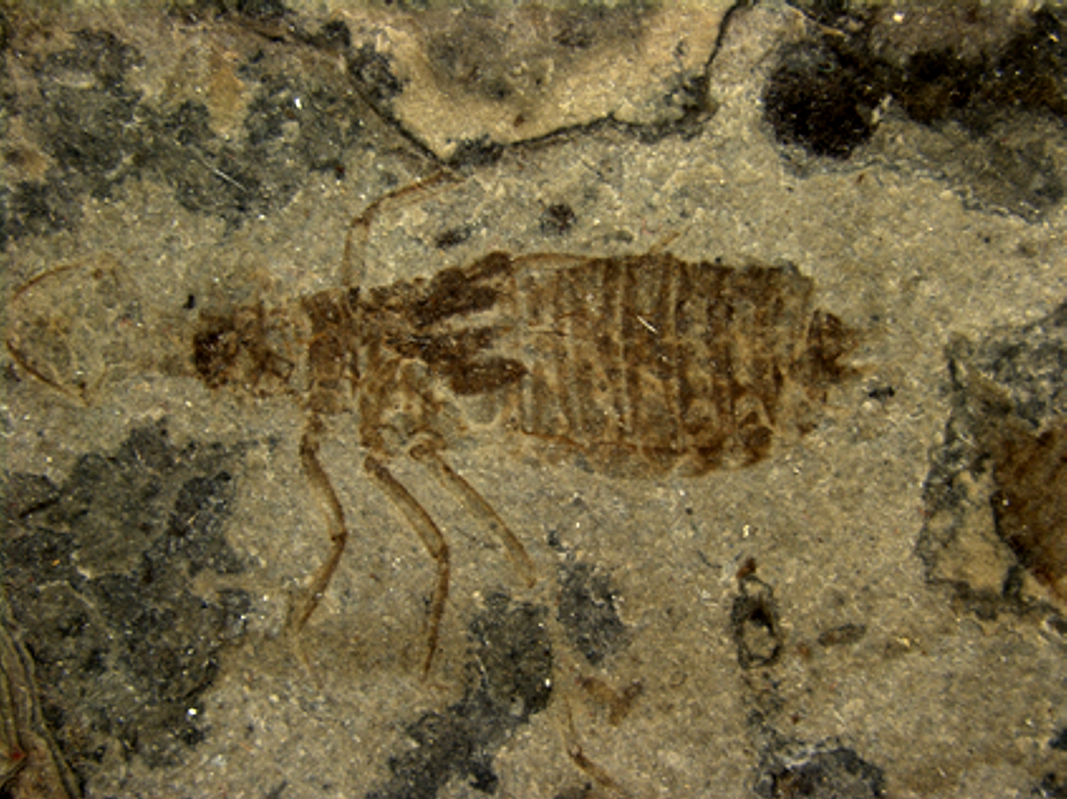 Libellenlarven Fossil