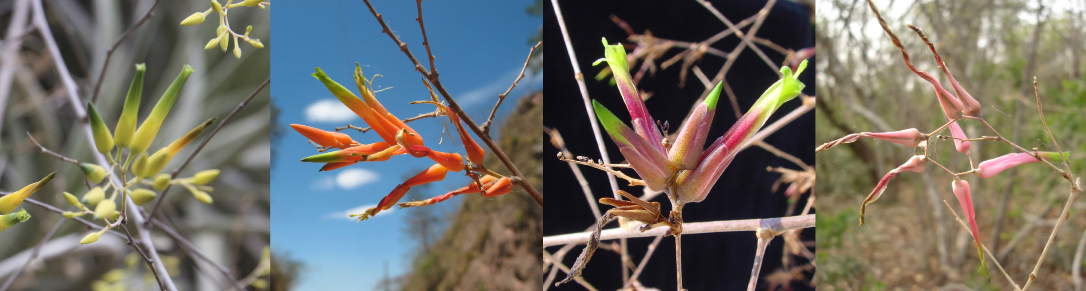 Blüten der vier Unterarten von Deuterocohnia meziana
