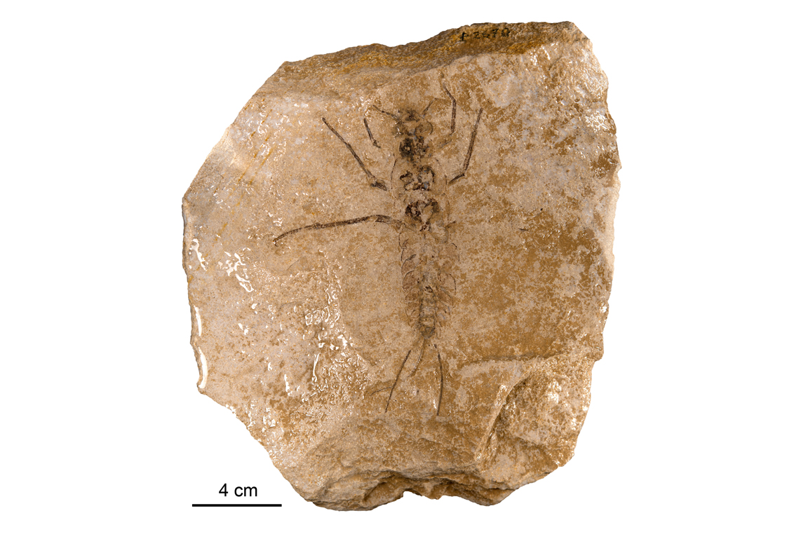 Carbotriplura kukalovae Fossil