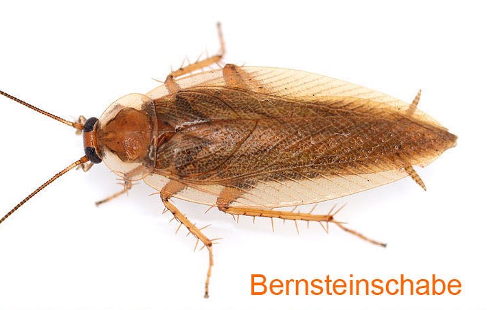 Bernsteinschabe