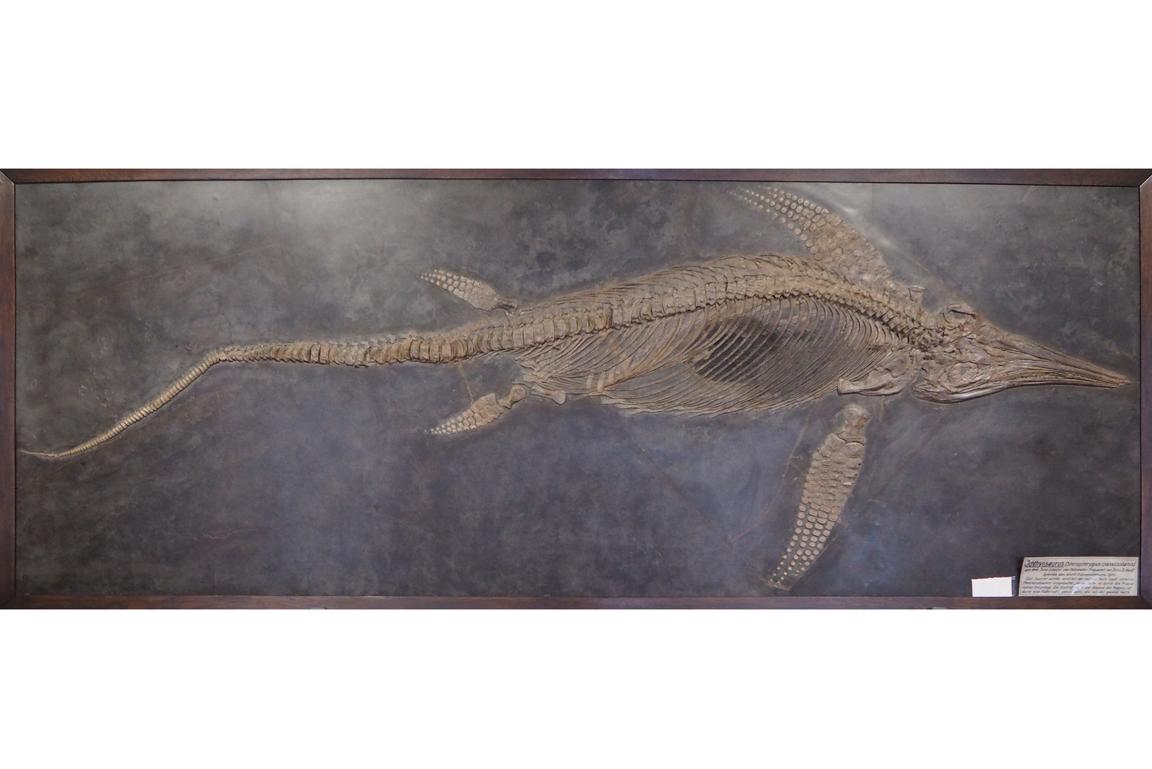 Fossil Fischsaurier Stenopterygius uniter