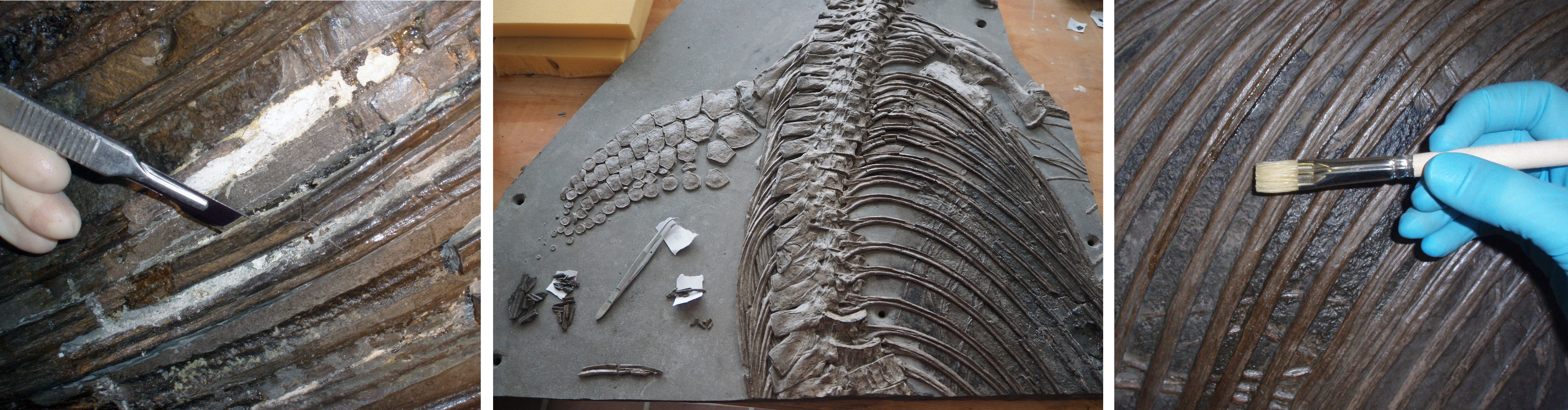 Beschädigte Rippen des Fossils werden entfernt, gereinigt und wieder eingesetzt