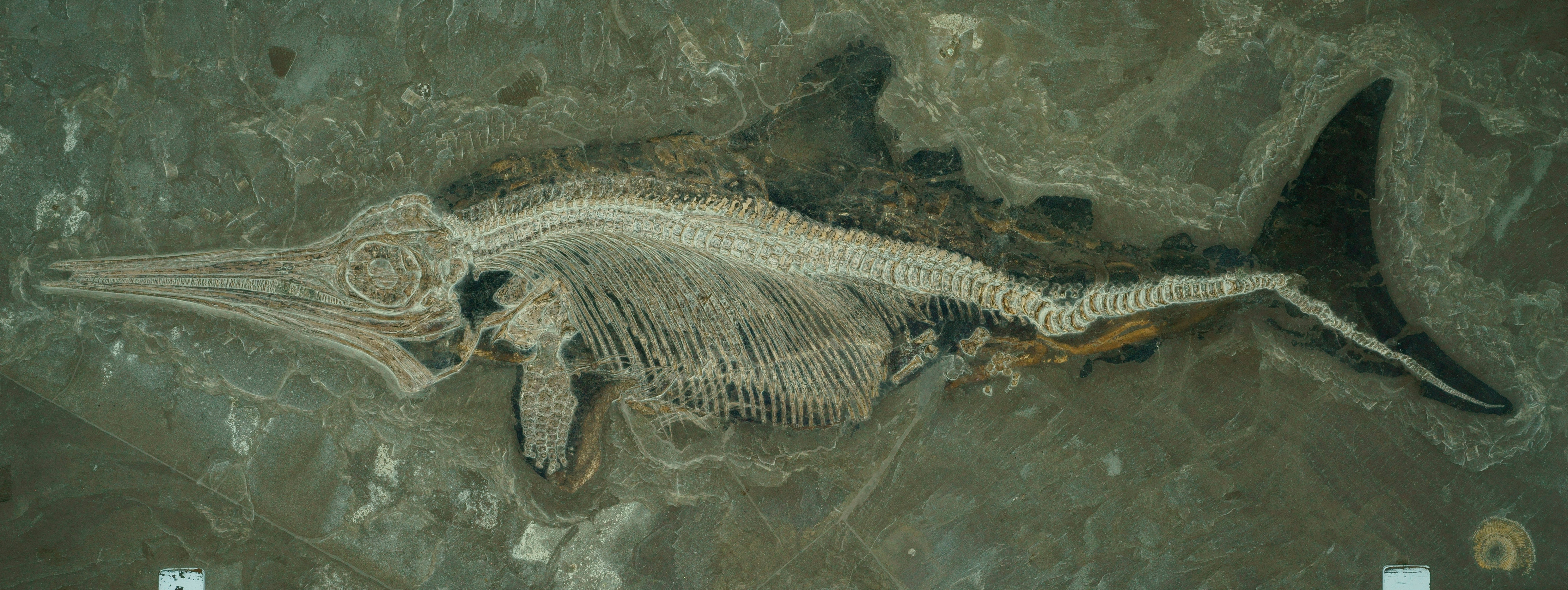 Junger Stenopterygius mit Weichteilerhaltung