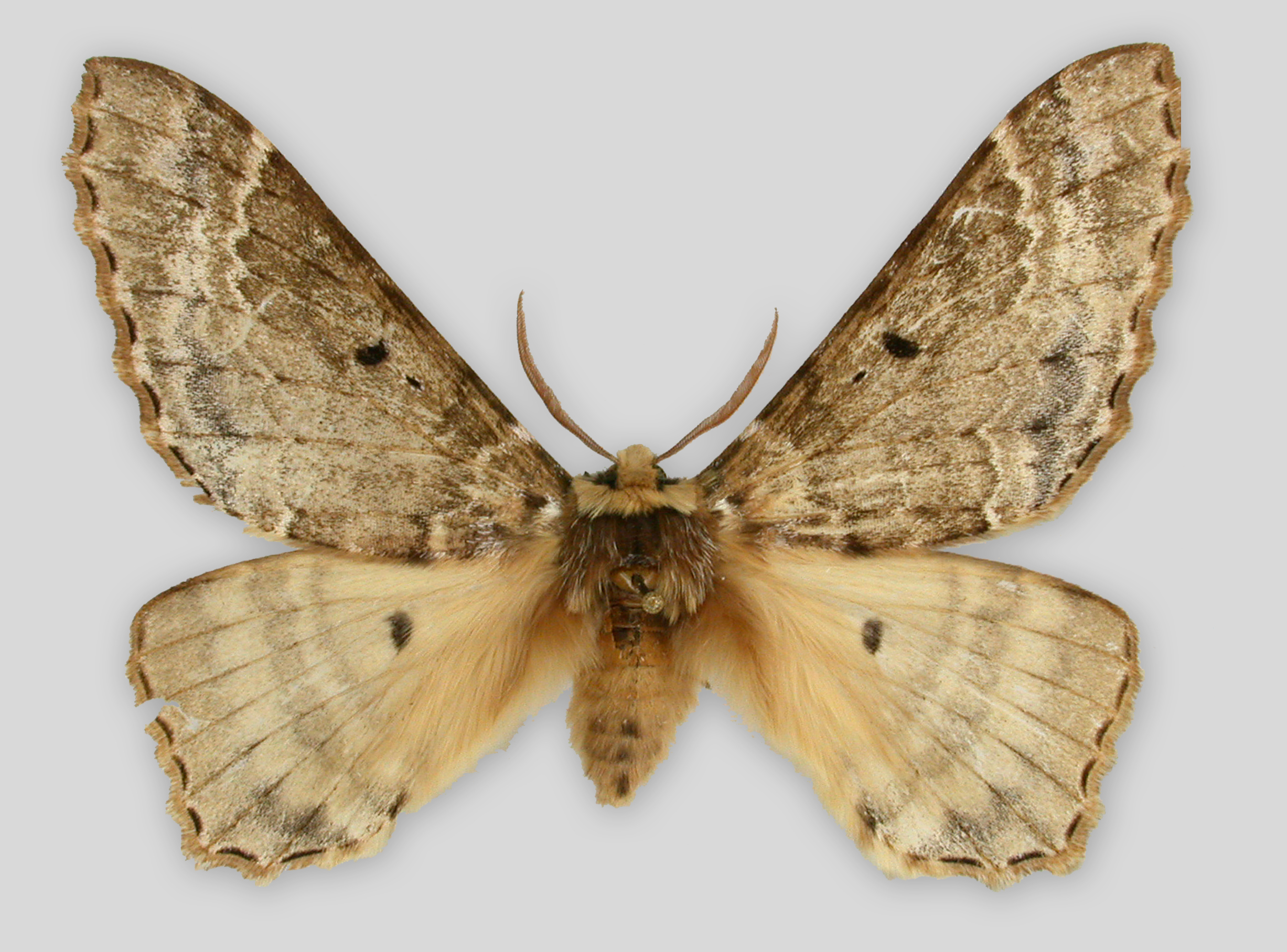 Pseudobiston pinratanai