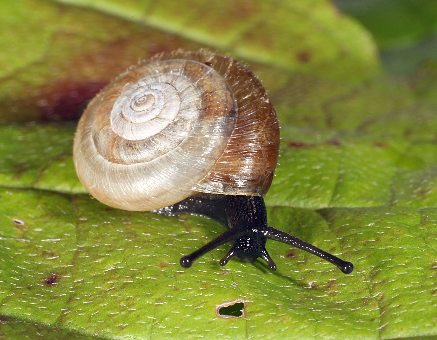 Halden-Haarschnecke