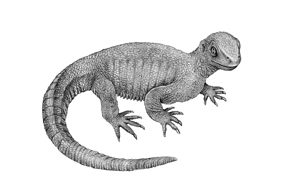 Rekonstruktion der Urschildkröte Pappochelys
