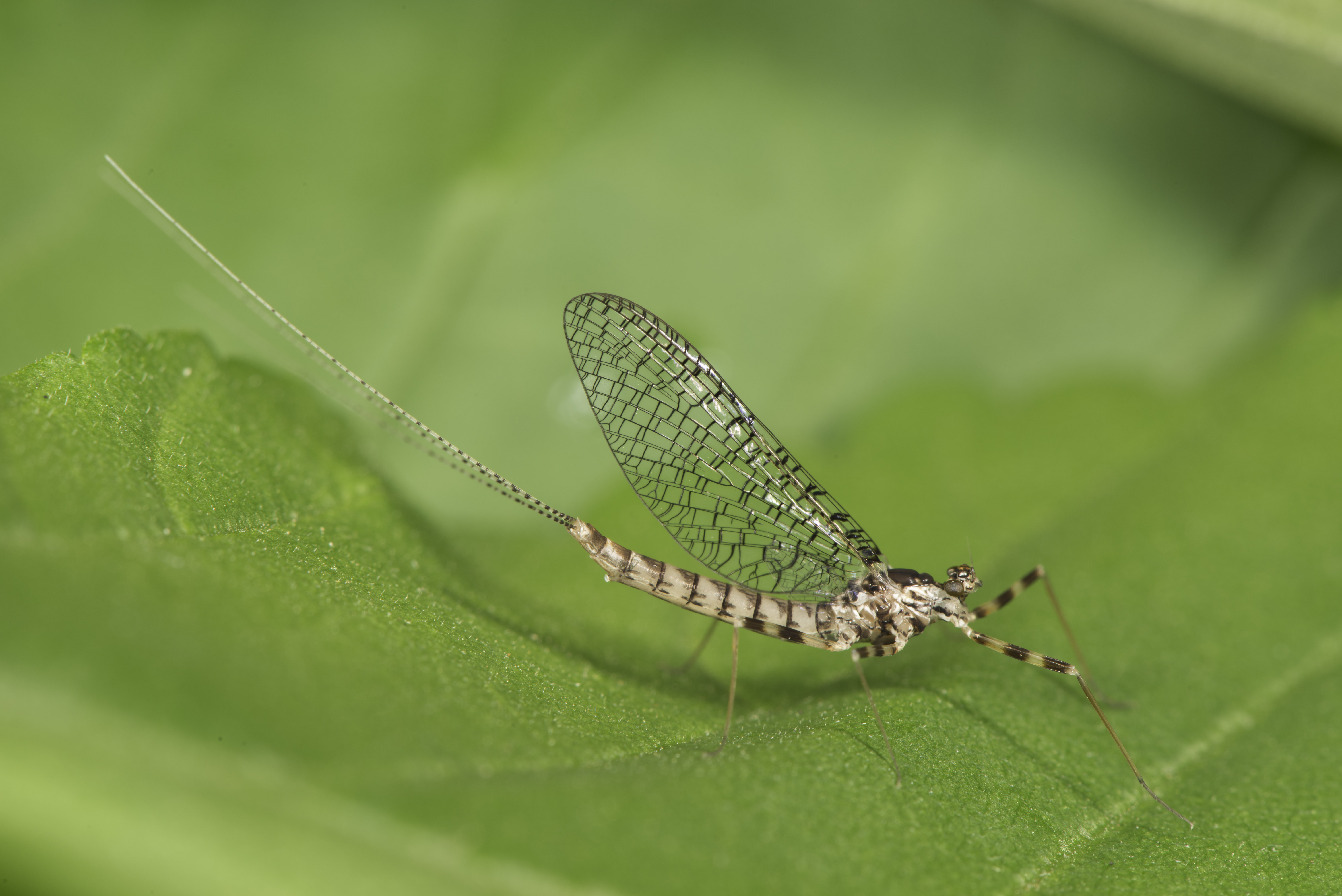 Eintagsfliege