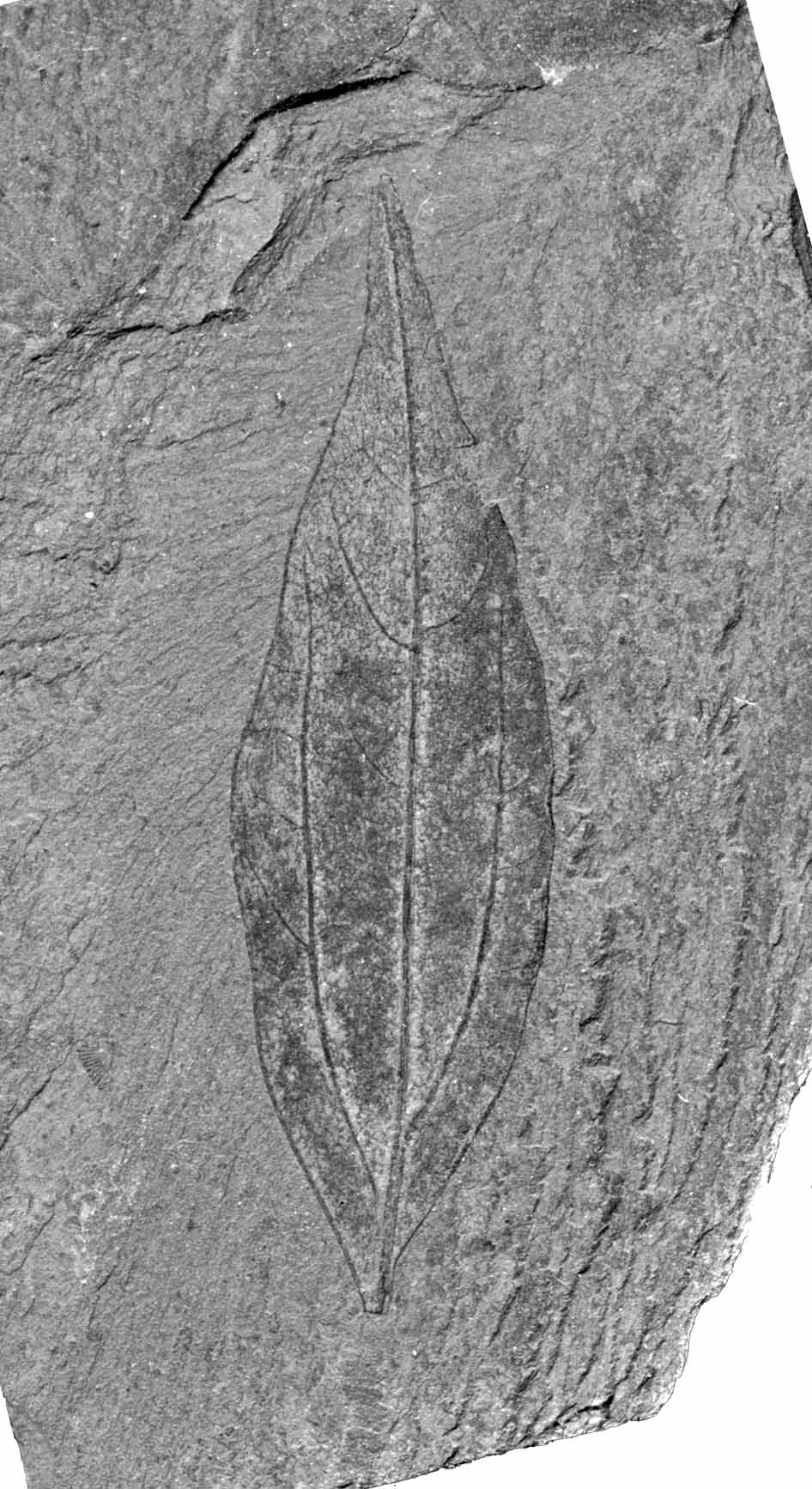 Daphnogene Blattfossil