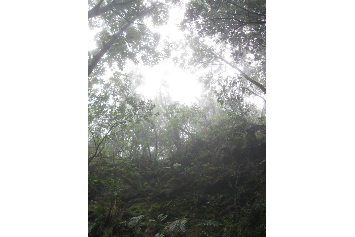 Lorbeerwald La Palma