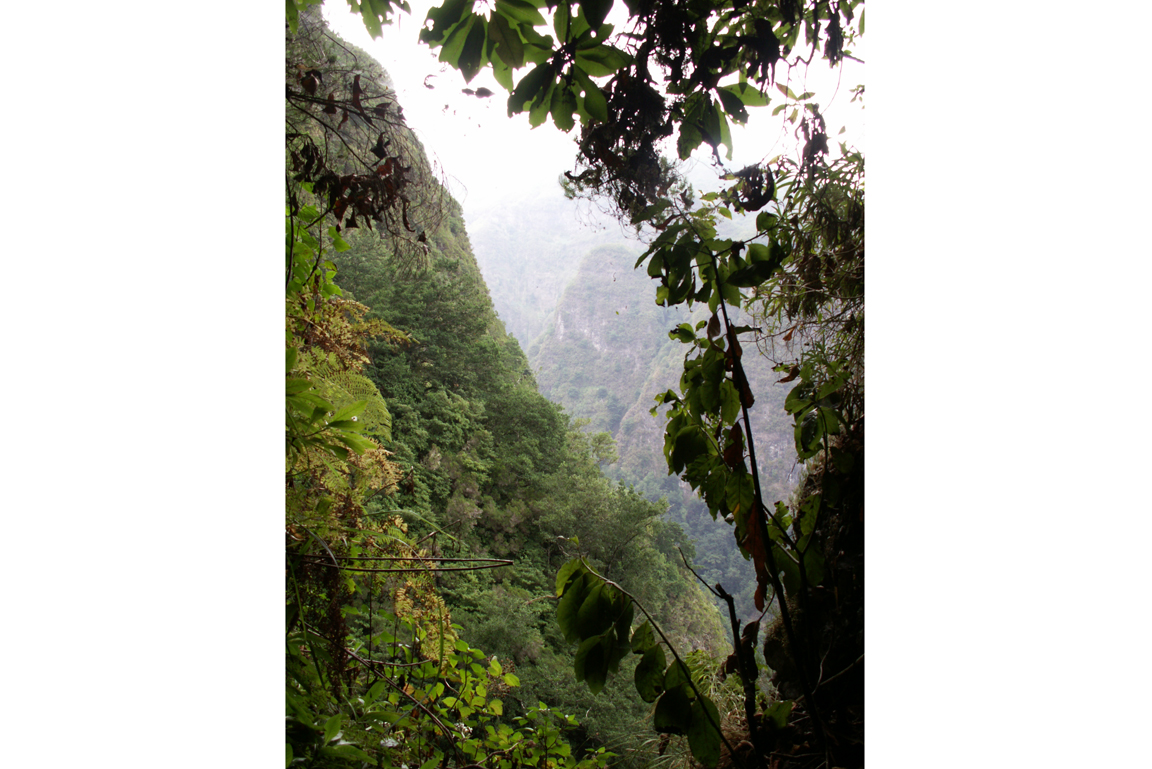 Lorbeerwald Madeira