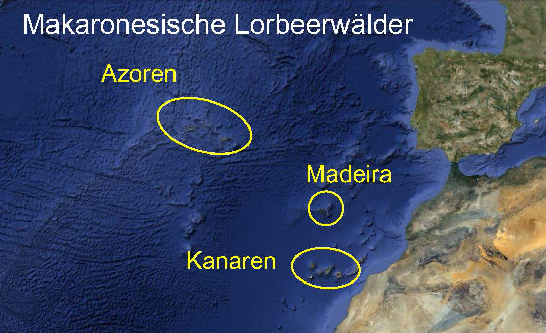 Karte Verbreitung Makaronesischen Lorbeerwälder