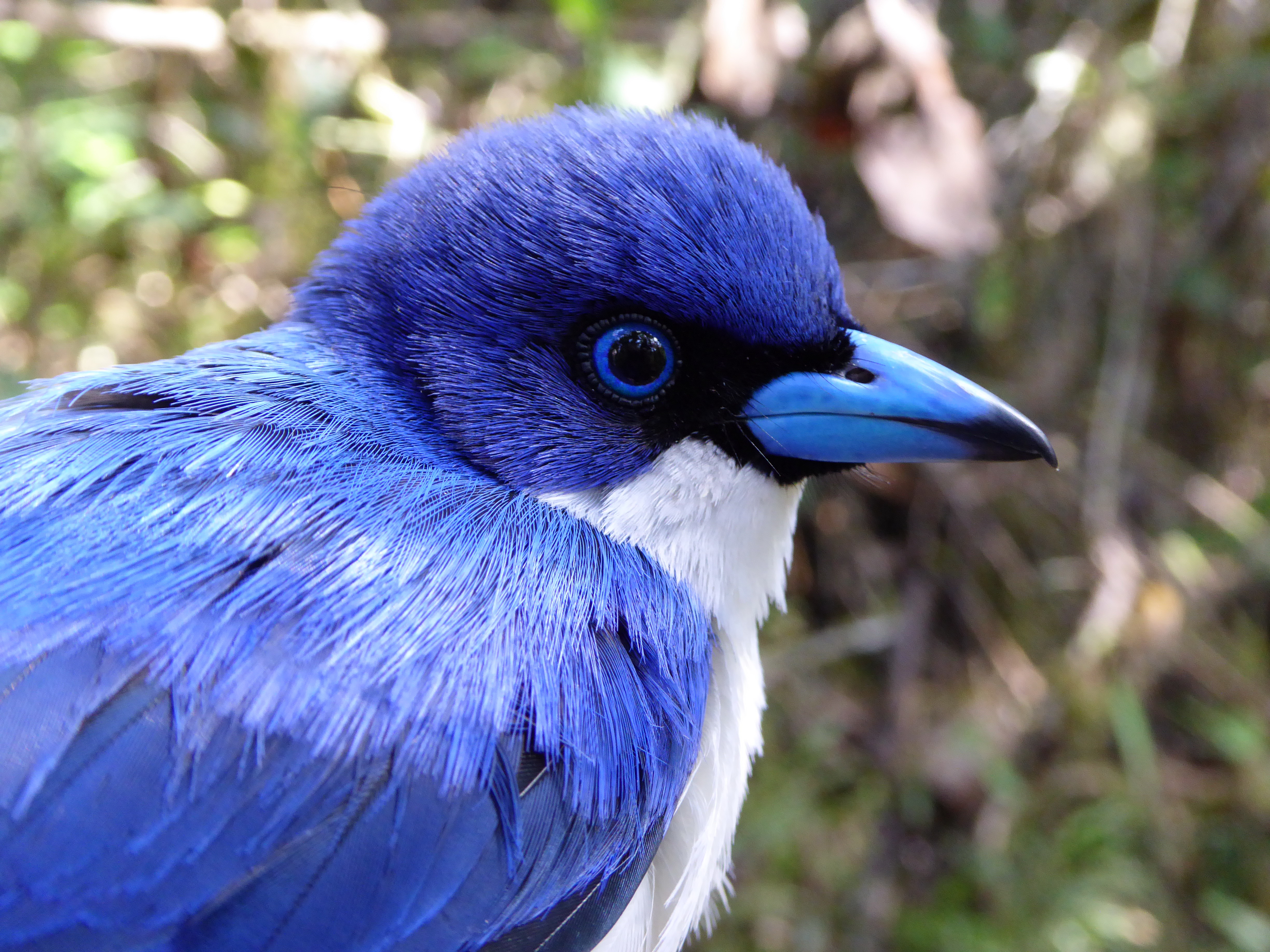 Blauvanga