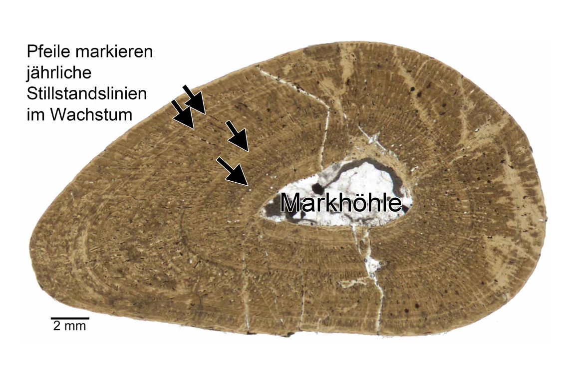 Querschnitt des Orberarmknochens eines Nothosauriers